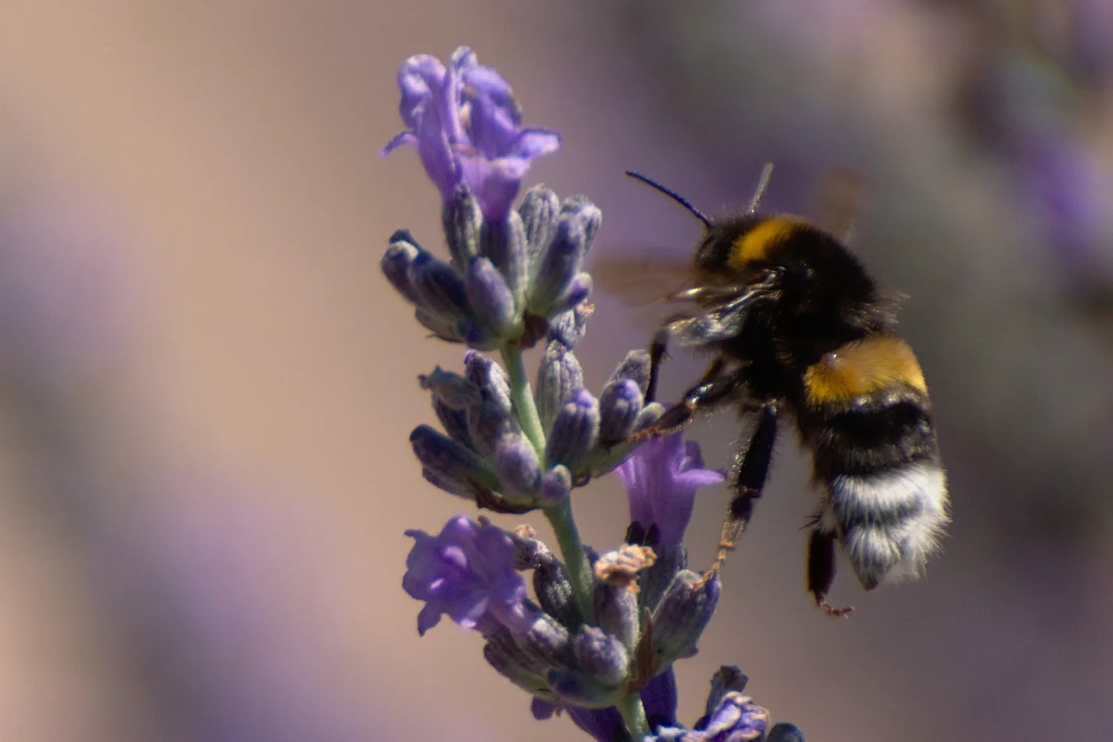 Vera Old Fashion English Lavender (Lavandula Angustifolia 'Vera') — Blooms in summer, attracting pollinators; typically cutting back the plant by, image 66