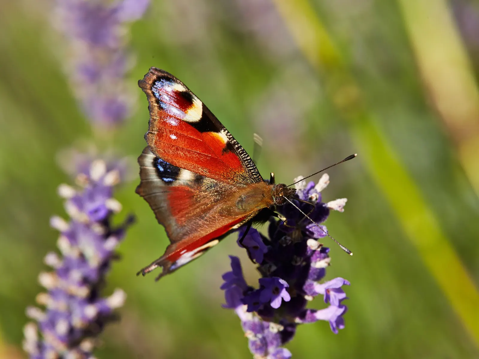 Vera Old Fashion English Lavender (Lavandula Angustifolia 'Vera') — This hardy plant reaches up to 2 to 3 feet in height and spread; and garden, image 64