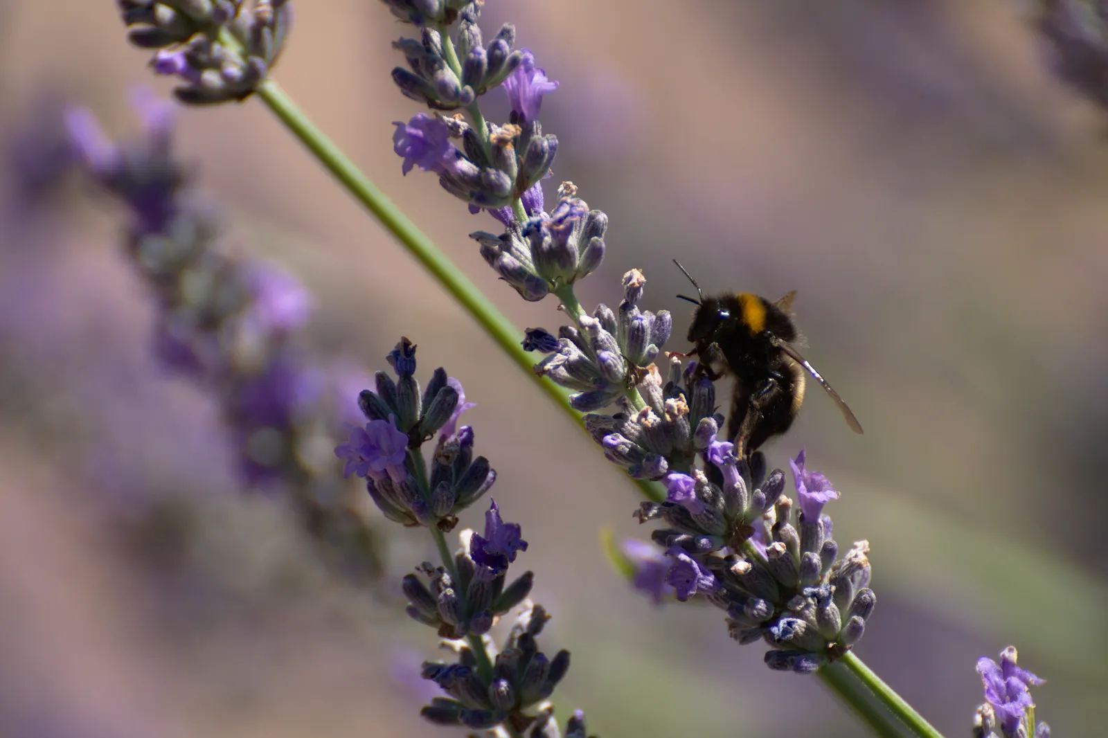 Vera Old Fashion English Lavender (Lavandula Angustifolia 'Vera') — which are considered to be of superior quality