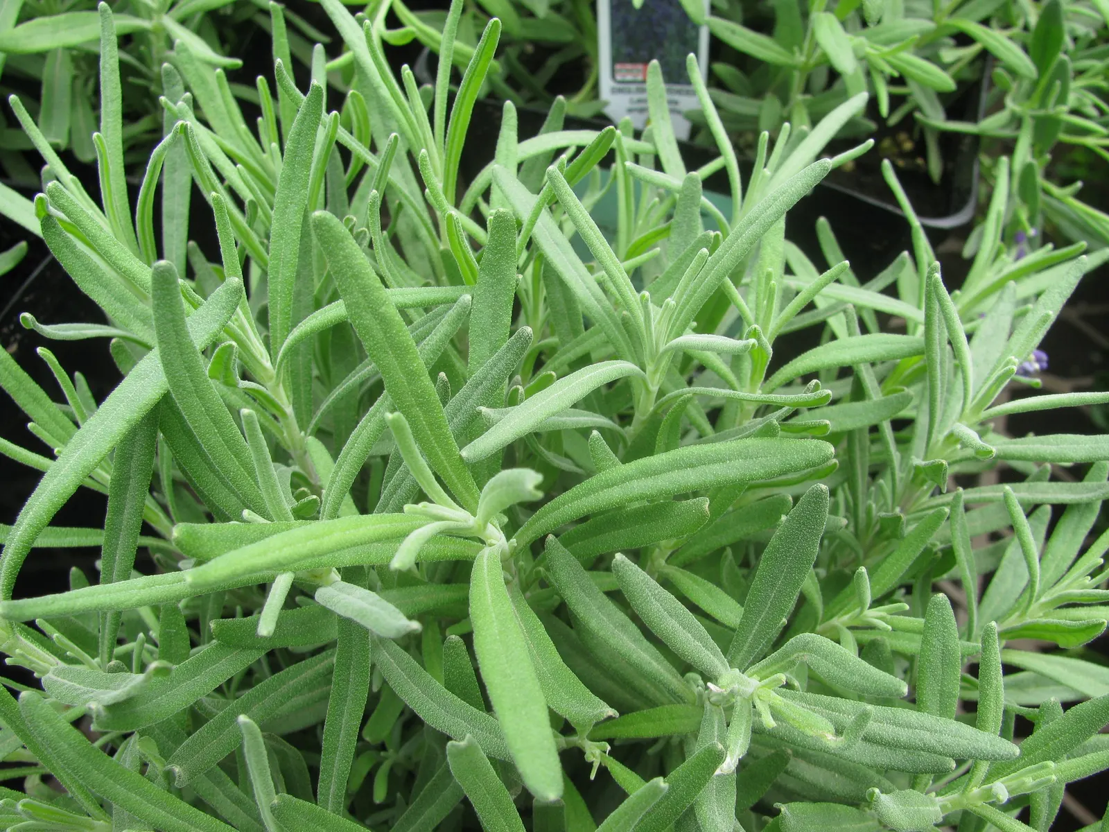 Vera Old Fashion English Lavender (Lavandula Angustifolia 'Vera') — is a prized herbaceous perennial celebrated for its sweetly fragrant flowers, image 39