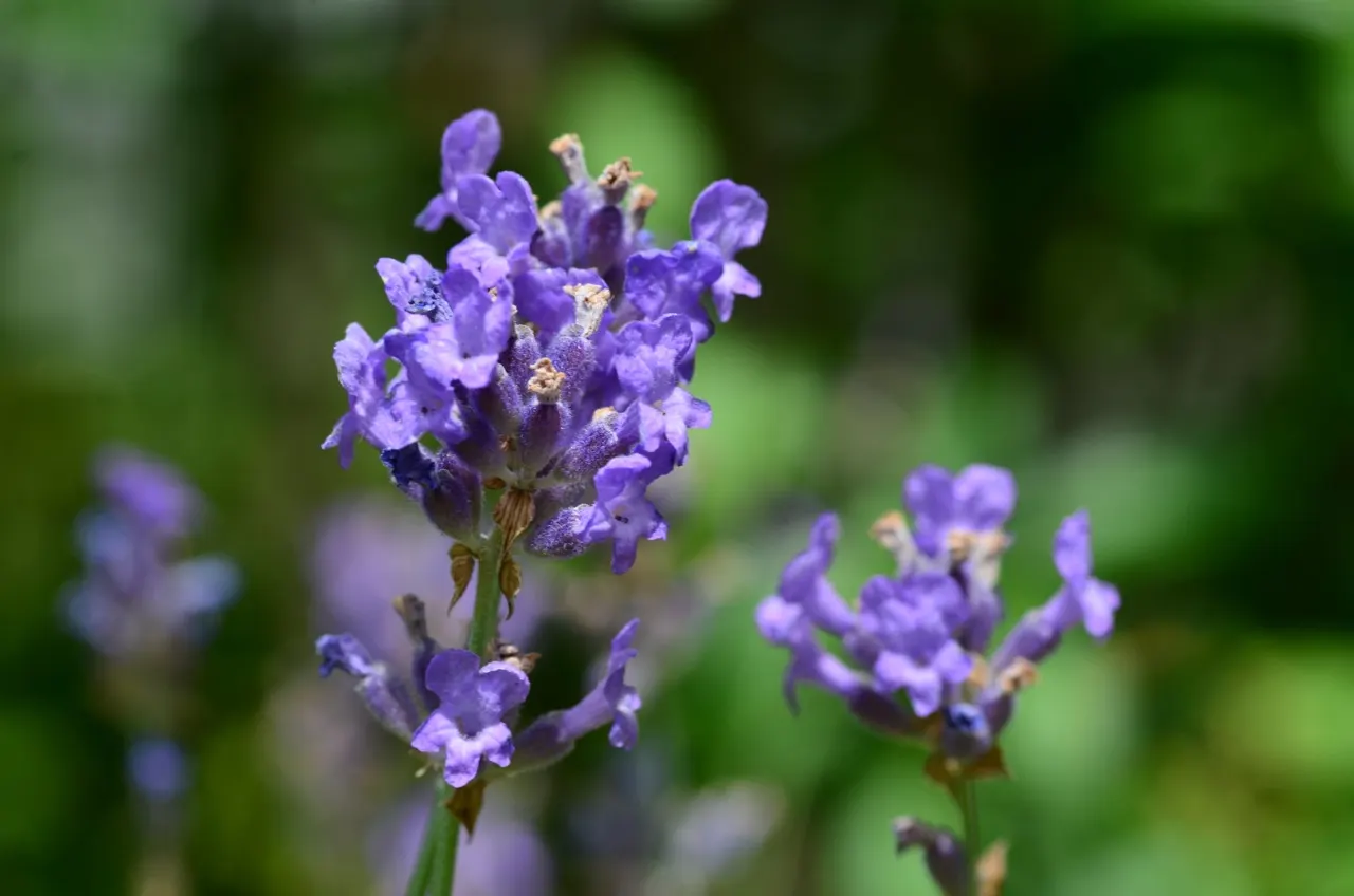 Vera Old Fashion English Lavender (Lavandula Angustifolia 'Vera') — such as bees and butterflies