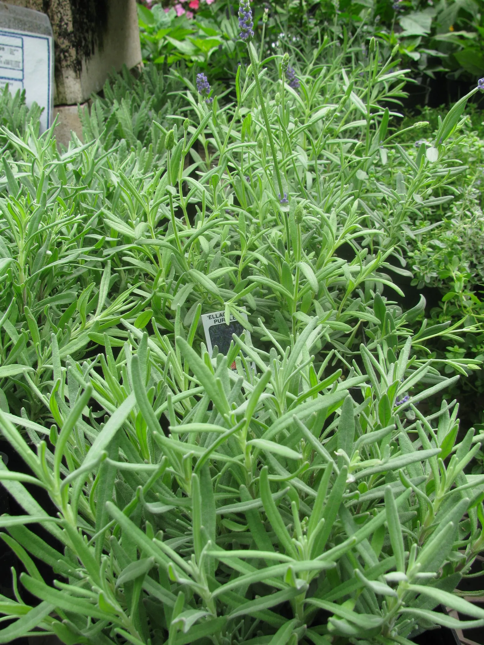 Vera Old Fashion English Lavender (Lavandula Angustifolia 'Vera') — Lavandula angustifolia 'Vera' will provide a charming and aromatic addition to, image 59