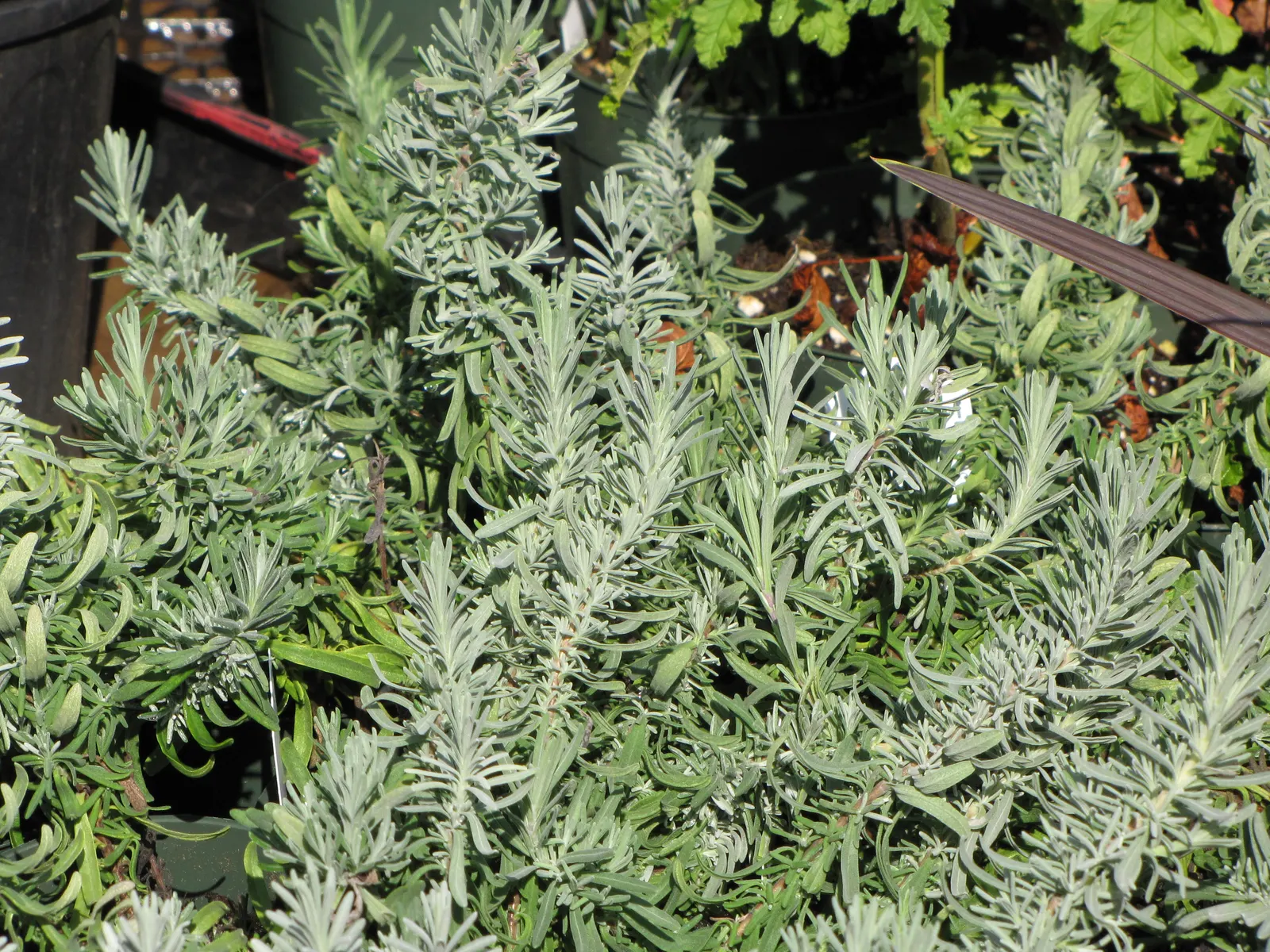 Vera Old Fashion English Lavender (Lavandula Angustifolia 'Vera') — typically cutting back the plant by one-third to one-half in late summer