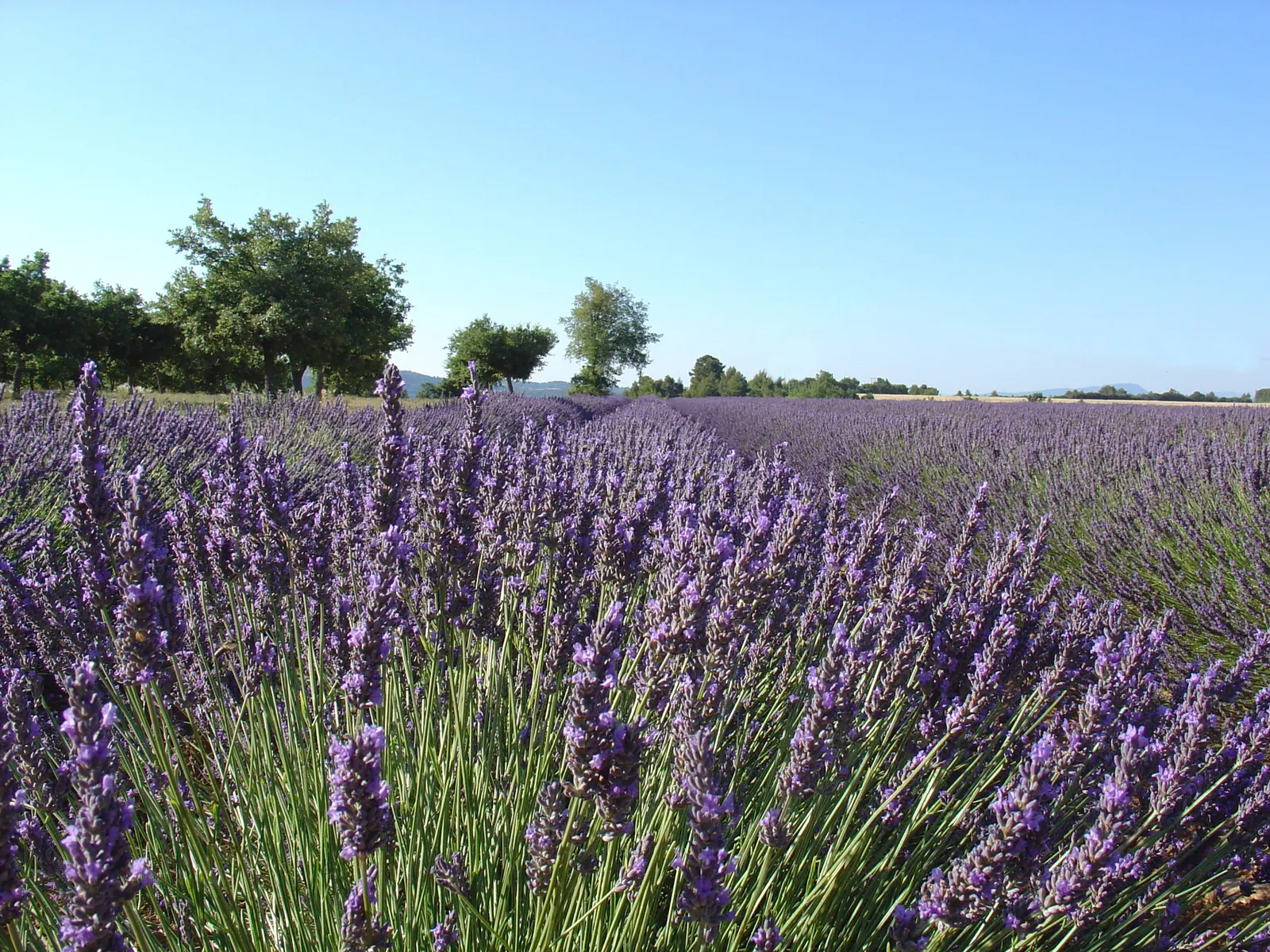 Vera Old Fashion English Lavender (Lavandula Angustifolia 'Vera') — to avoid the root rot that can occur in poorly drained areas.<br><br>In addition to its