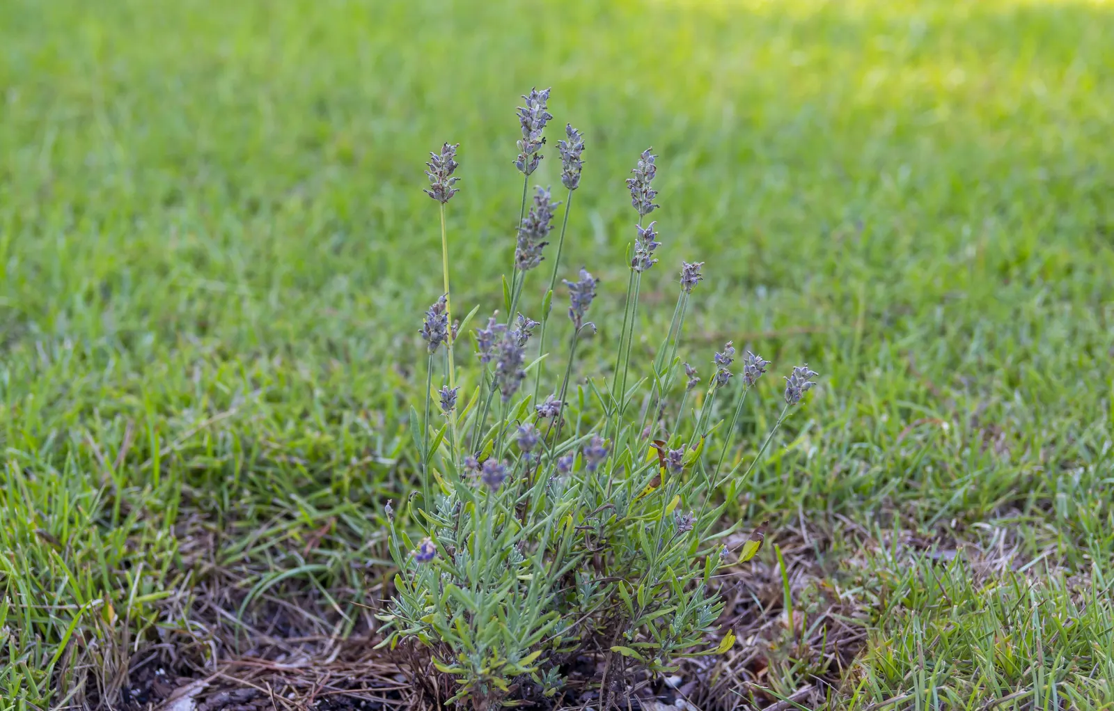 Vera Old Fashion English Lavender (Lavandula Angustifolia 'Vera') — preferably with a pH between 6.7 and 7.3