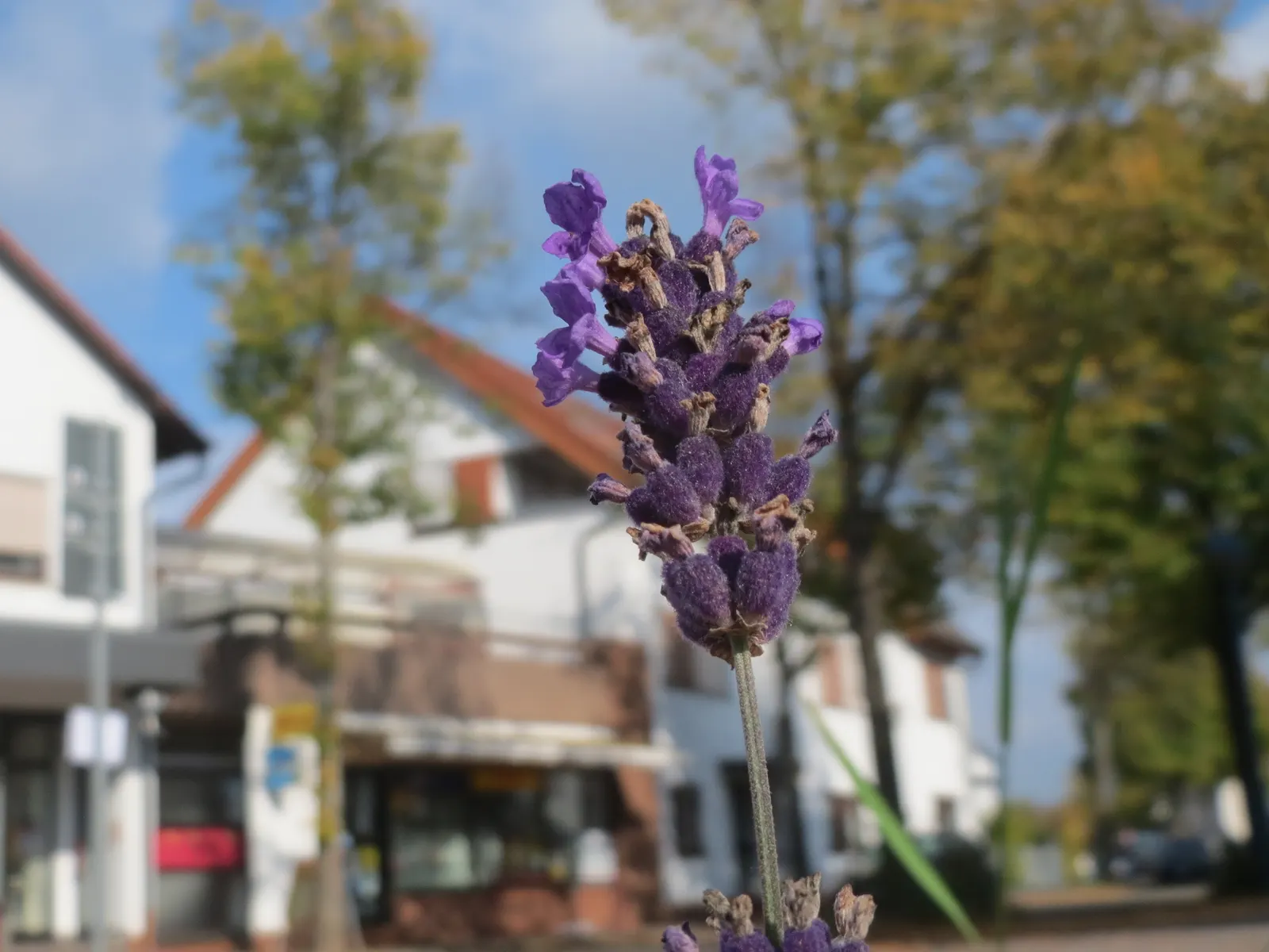 Vera Old Fashion English Lavender (Lavandula Angustifolia 'Vera') — needing at least 6 to 8 hours of direct sunlight per day to achieve optimal flowering; this