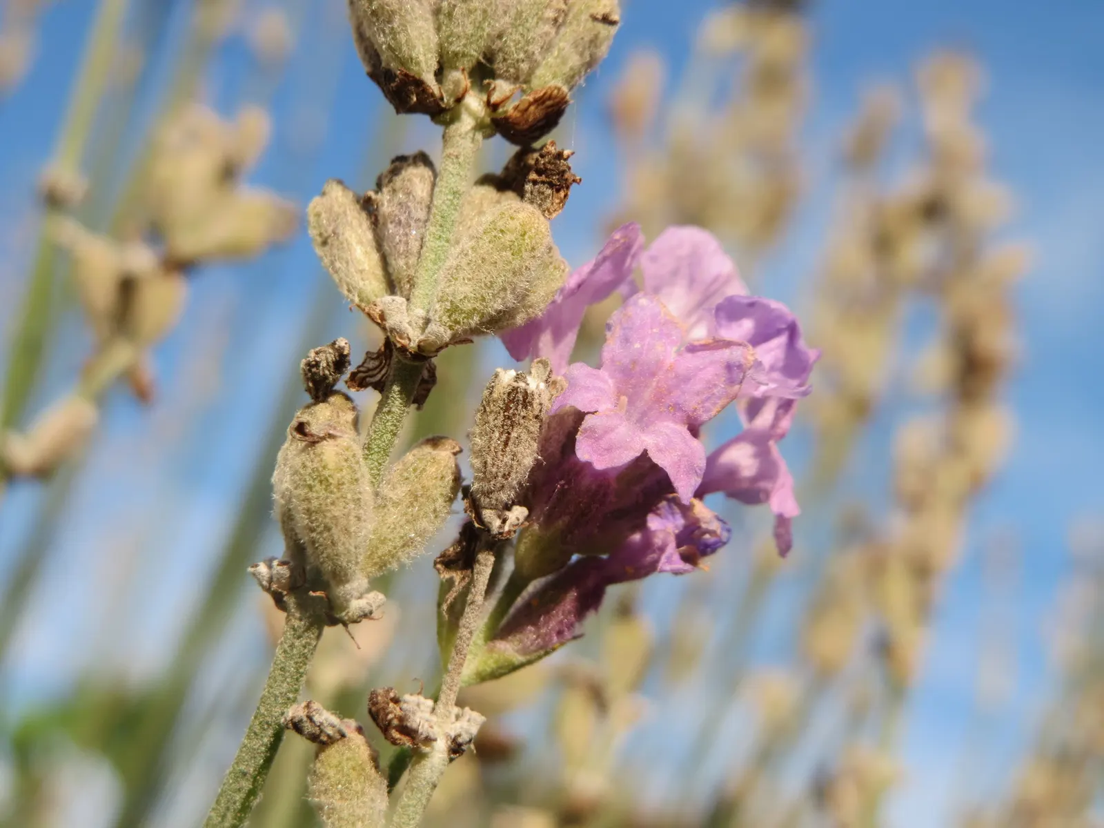 Vera Old Fashion English Lavender (Lavandula Angustifolia 'Vera') — commonly known as Vera Old Fashion English Lavender