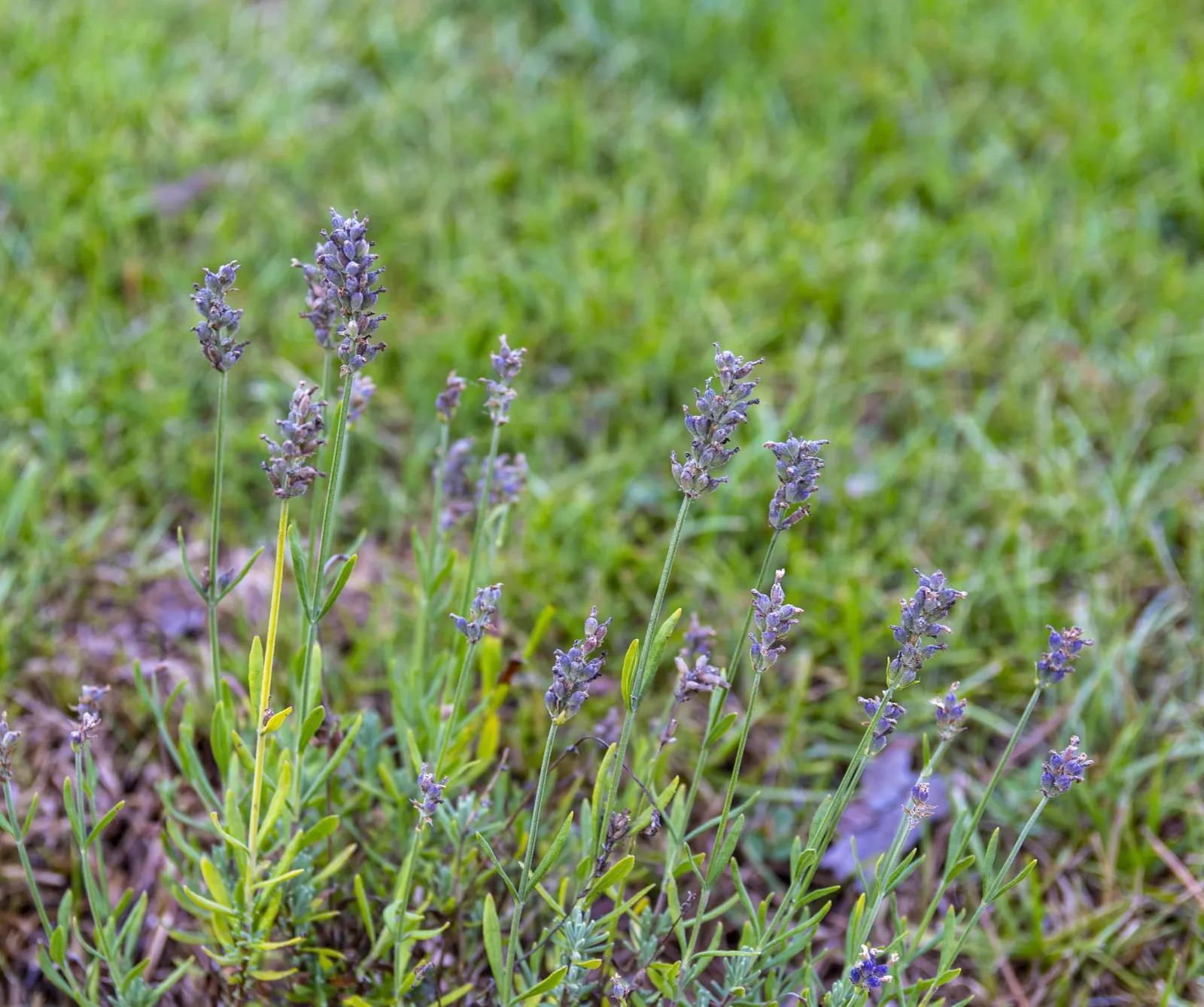 Vera Old Fashion English Lavender (Lavandula Angustifolia 'Vera') — 'Vera' attracts pollinators