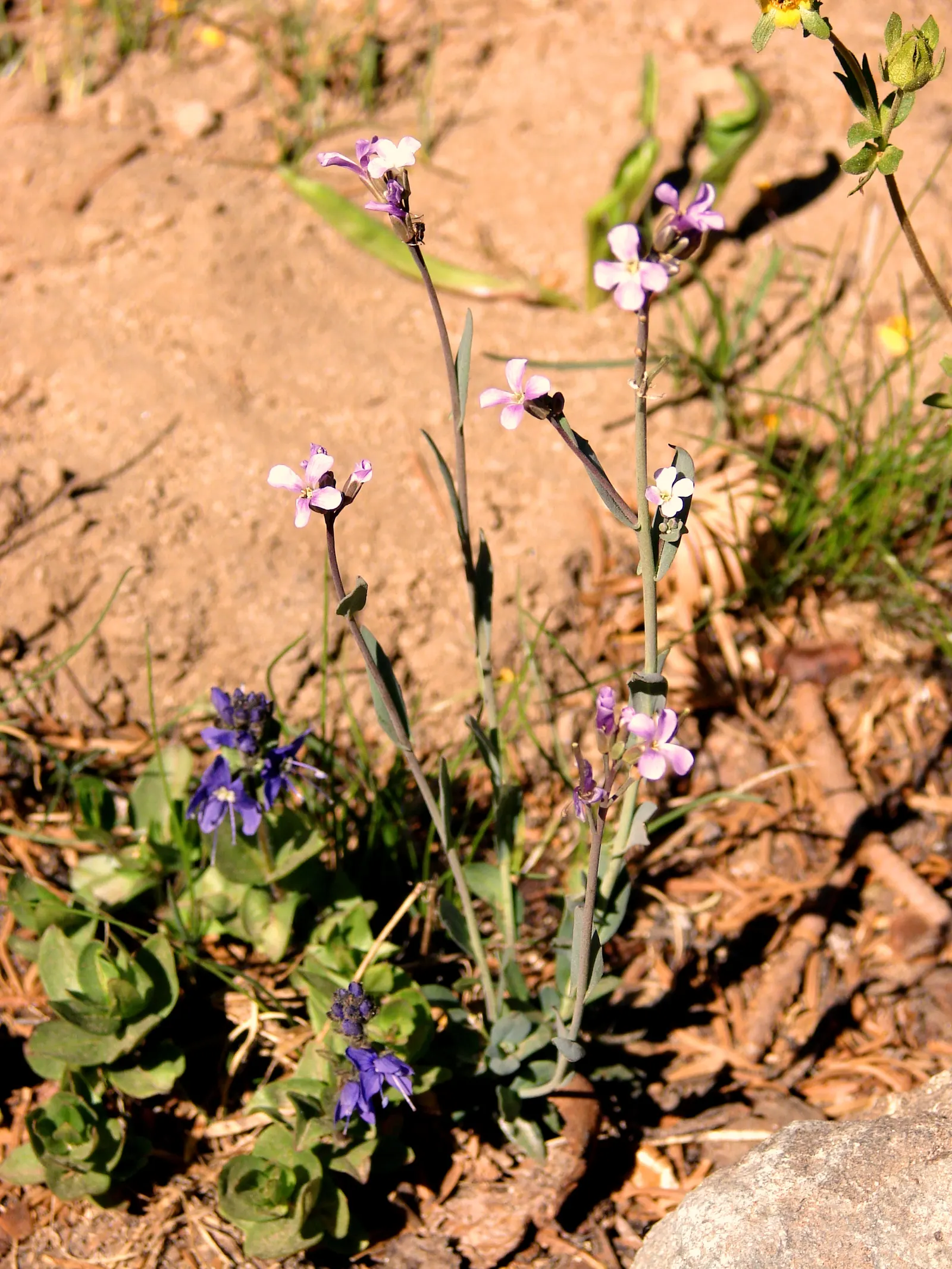 Vera Old Fashion English Lavender (Lavandula Angustifolia 'Vera') — is a prized herbaceous perennial celebrated for its sweetly fragrant flowers, image 70