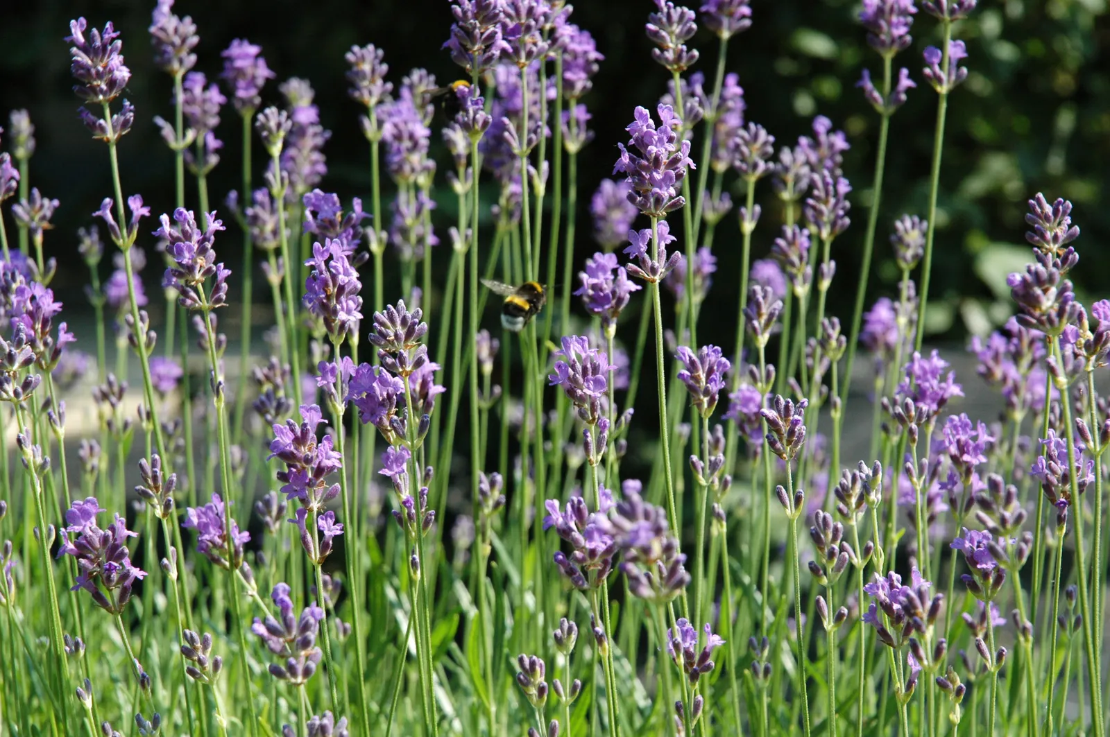 Vera Old Fashion English Lavender (Lavandula Angustifolia 'Vera') — rising gracefully above narrow