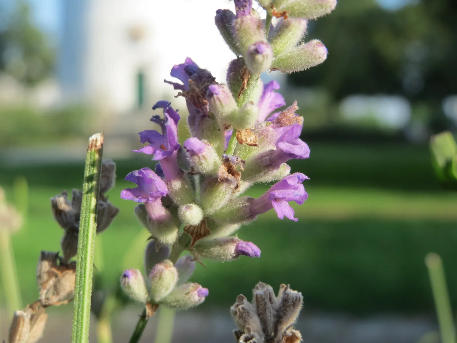 Vera Old Fashion English Lavender (Lavandula Angustifolia 'Vera') — herb / shrub with blue and lavender blooms; enhancing the ecological value of the landscape