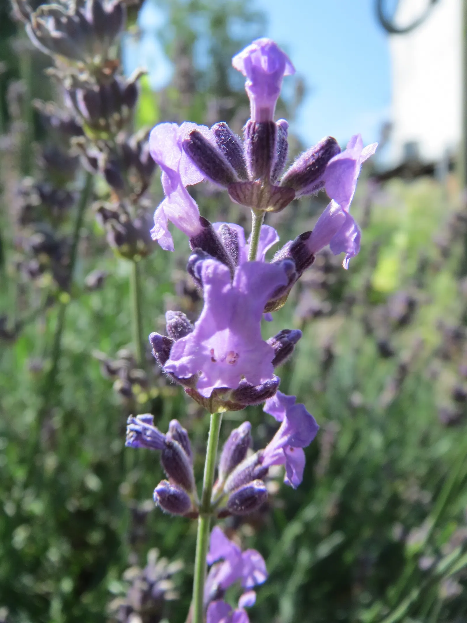 Vera Old Fashion English Lavender (Lavandula Angustifolia 'Vera') — which are considered to be of superior quality; 'Vera' attracts pollinators