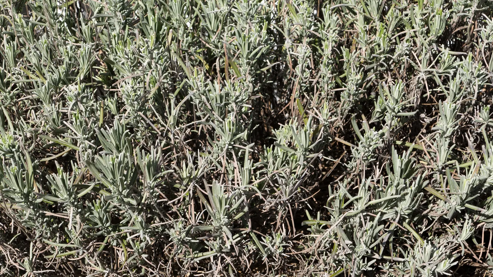 Vera Old Fashion English Lavender (Lavandula Angustifolia 'Vera') — 'Vera' attracts pollinators; adds traditional charm and sensory delight to any garden