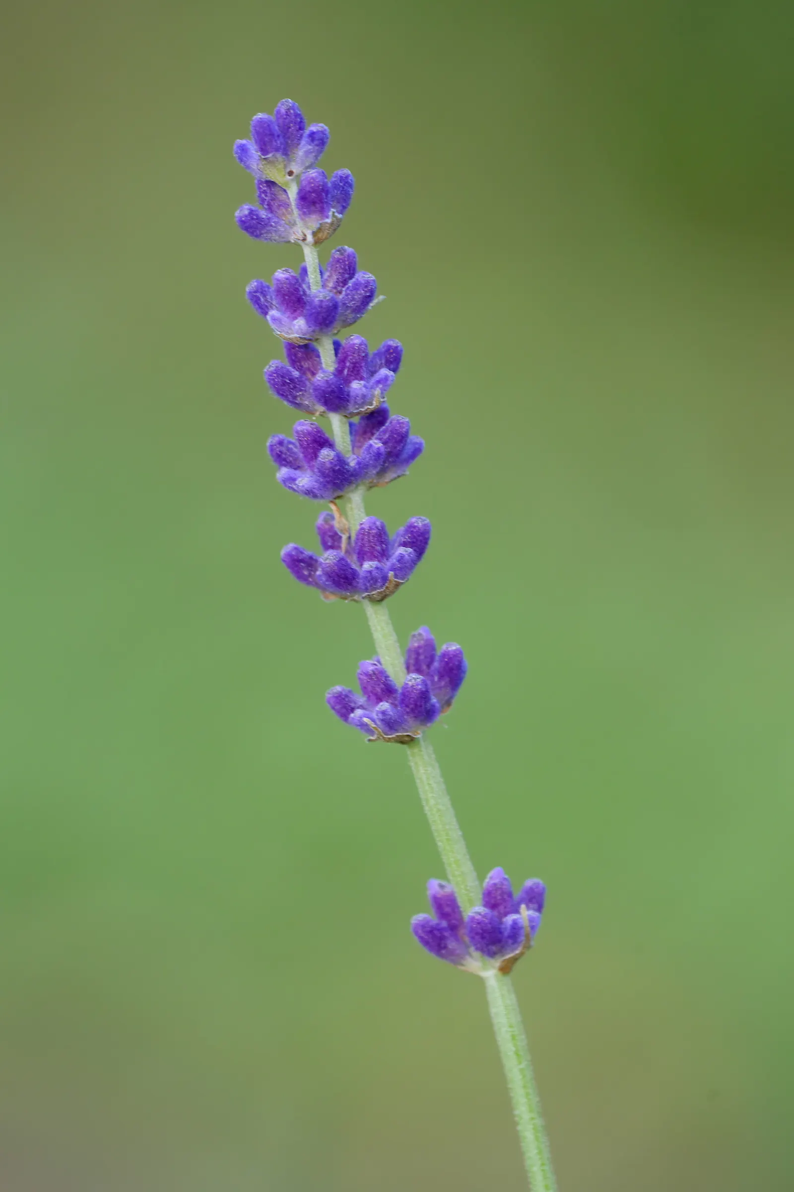 Vera Old Fashion English Lavender (Lavandula Angustifolia 'Vera') — herb / shrub with blue and lavender blooms