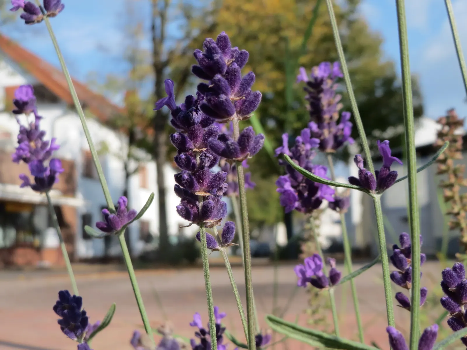 Vera Old Fashion English Lavender (Lavandula Angustifolia 'Vera') — preferably with a pH between 6.7 and 7.3; when integrating this lavender into a design
