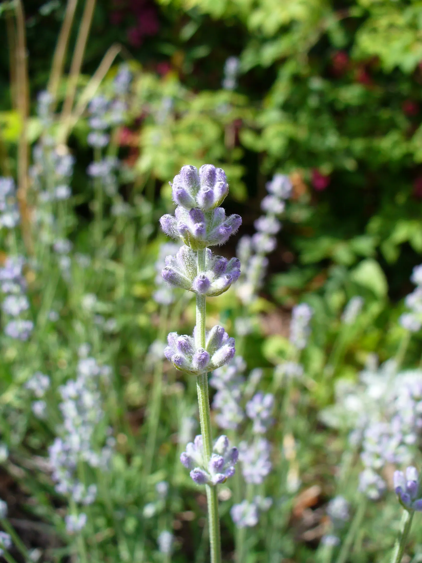 Vera Old Fashion English Lavender (Lavandula Angustifolia 'Vera') — such as bees and butterflies; slender spikes of violet-blue flowers in the summer