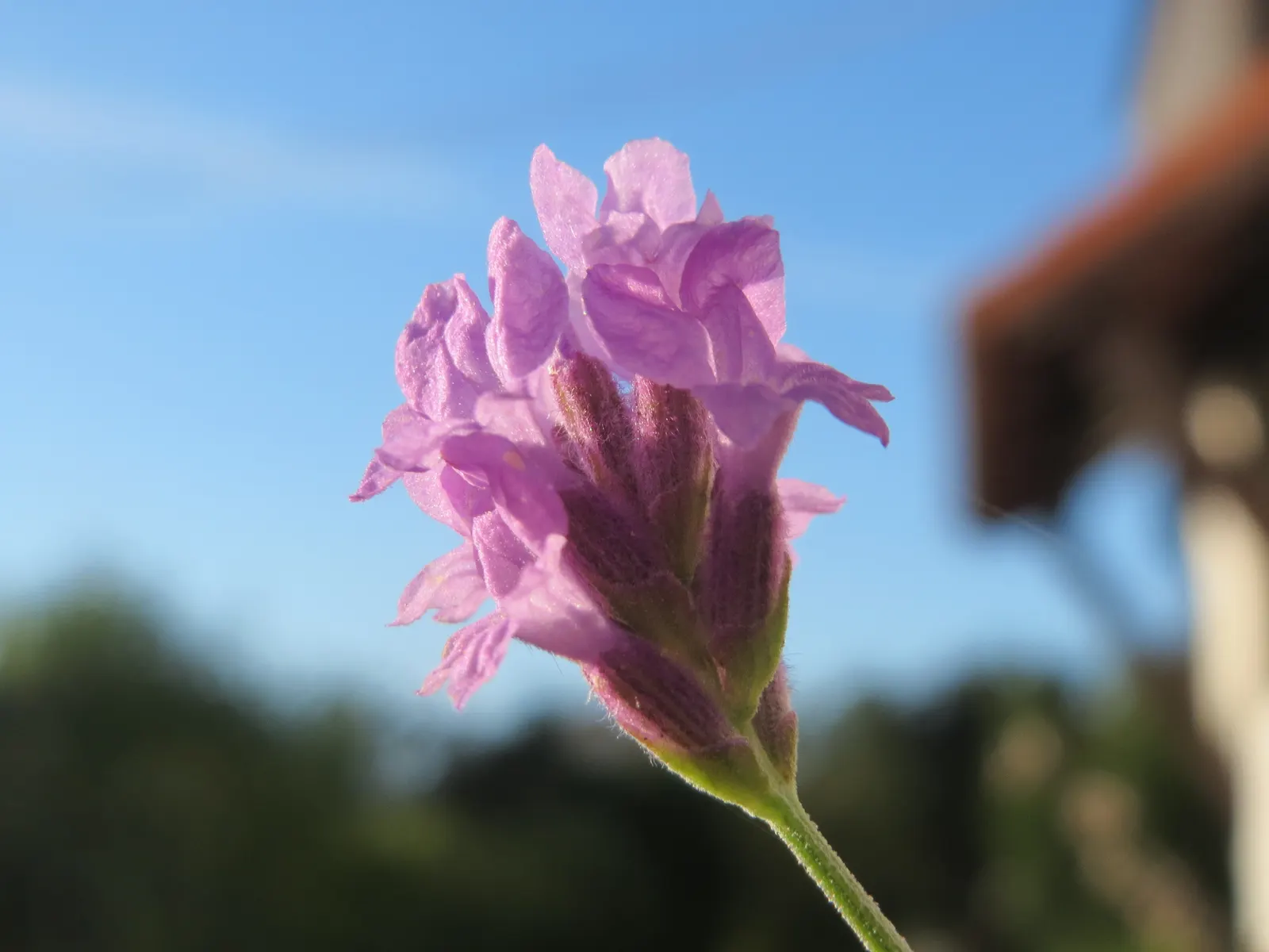 Vera Old Fashion English Lavender (Lavandula Angustifolia 'Vera') — When integrating this lavender into a design