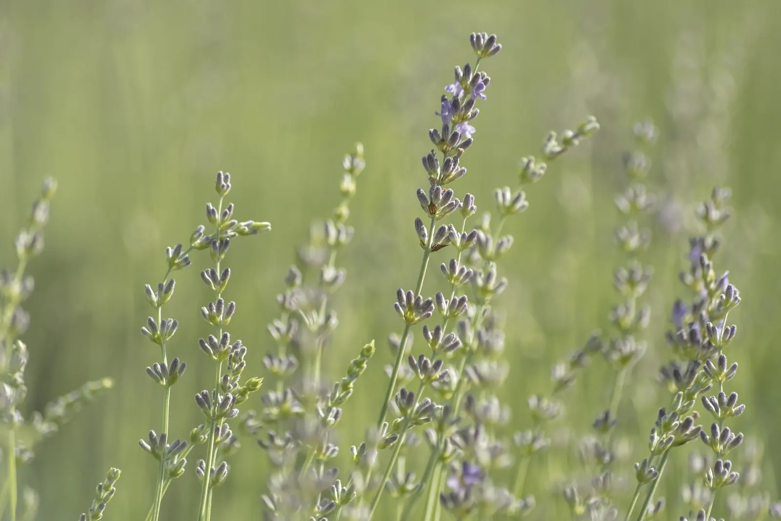 Vera Old Fashion English Lavender (Lavandula Angustifolia 'Vera') — Blooms in summer, attracting pollinators