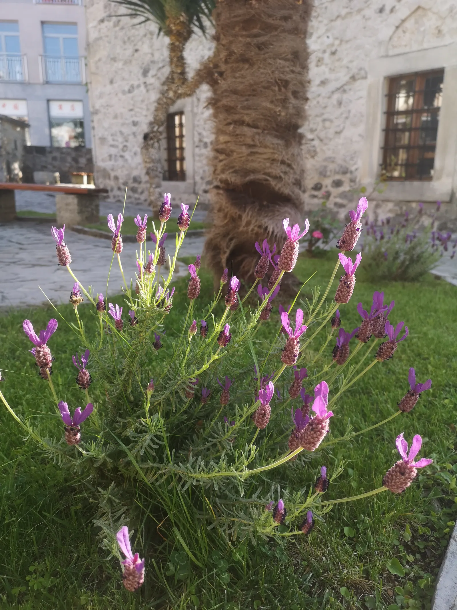 Vera Old Fashion English Lavender (Lavandula Angustifolia 'Vera') — after the primary bloom period has concluded; annual pruning is advisable