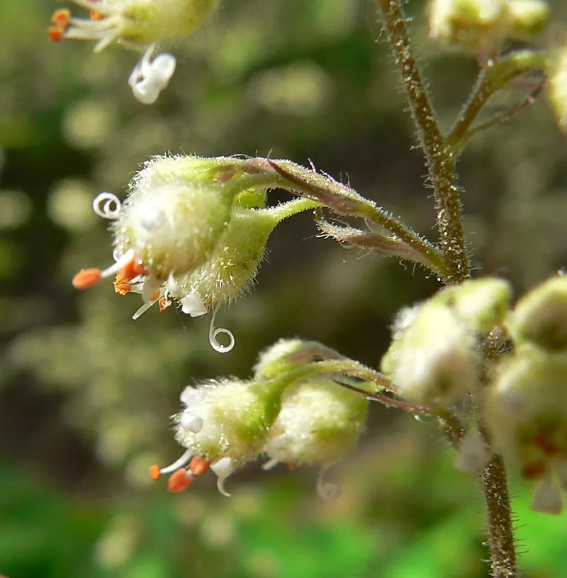 Island Alum Root (Heuchera Maxima) — adding dynamic interest to shade gardens