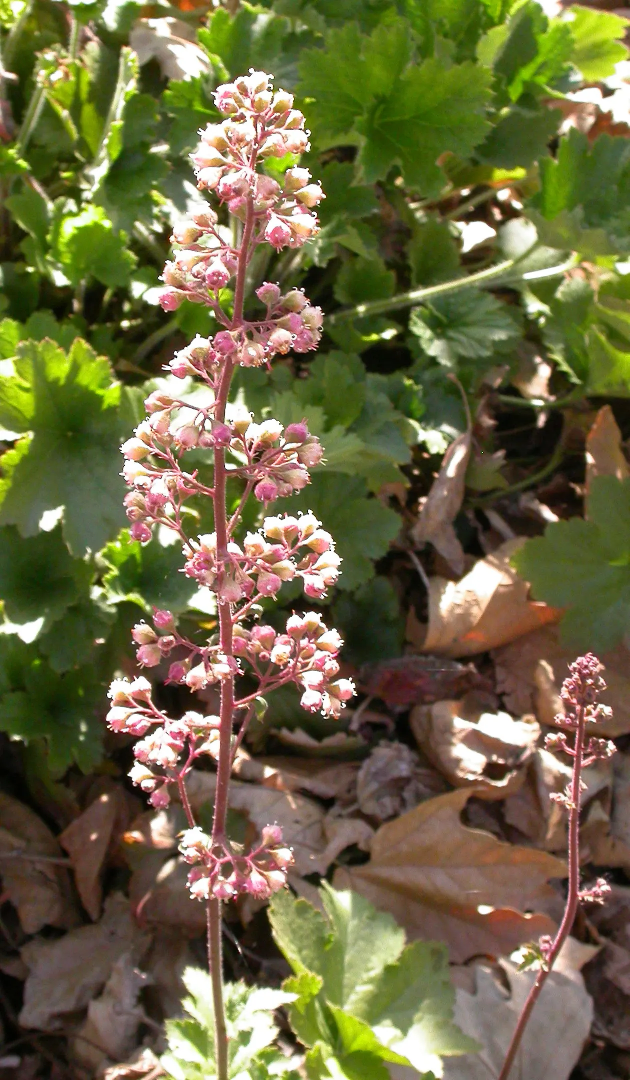 Island Alum Root (Heuchera Maxima) — The foliage provides a lush