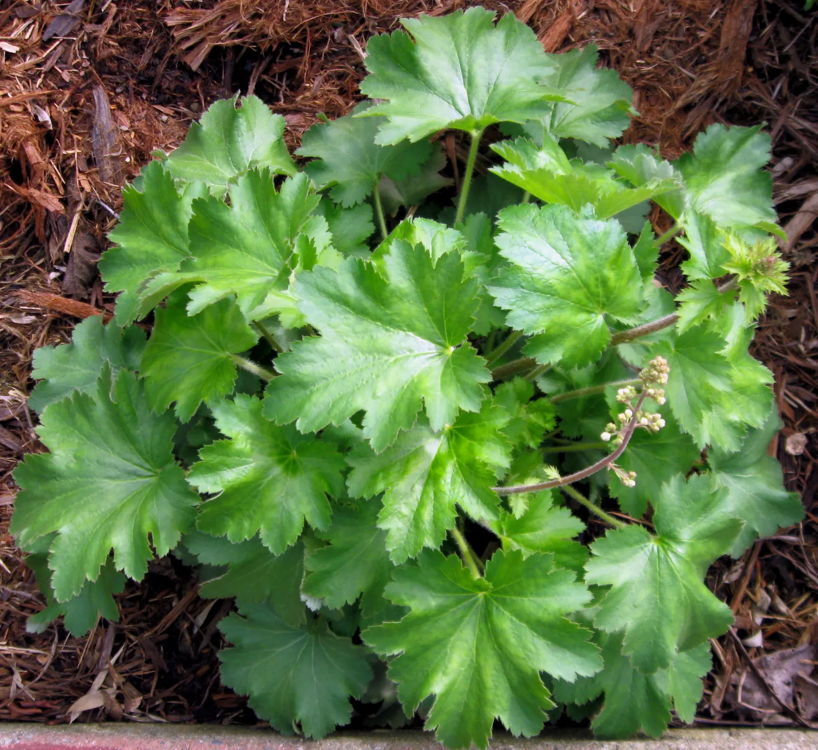 Island Alum Root (Heuchera Maxima) — showcasing a rich green color with subtle veining