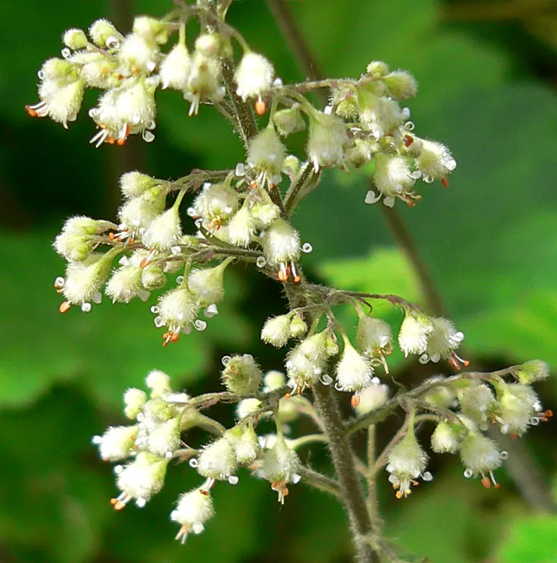 Island Alum Root (Heuchera Maxima) — these plants are ideal for edging and ground cover in partial shade