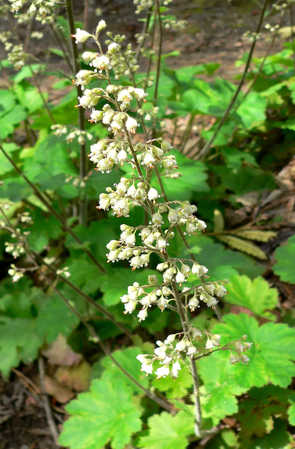 Island Alum Root (Heuchera Maxima) — is a perennial native to the Channel Islands off the coast of California