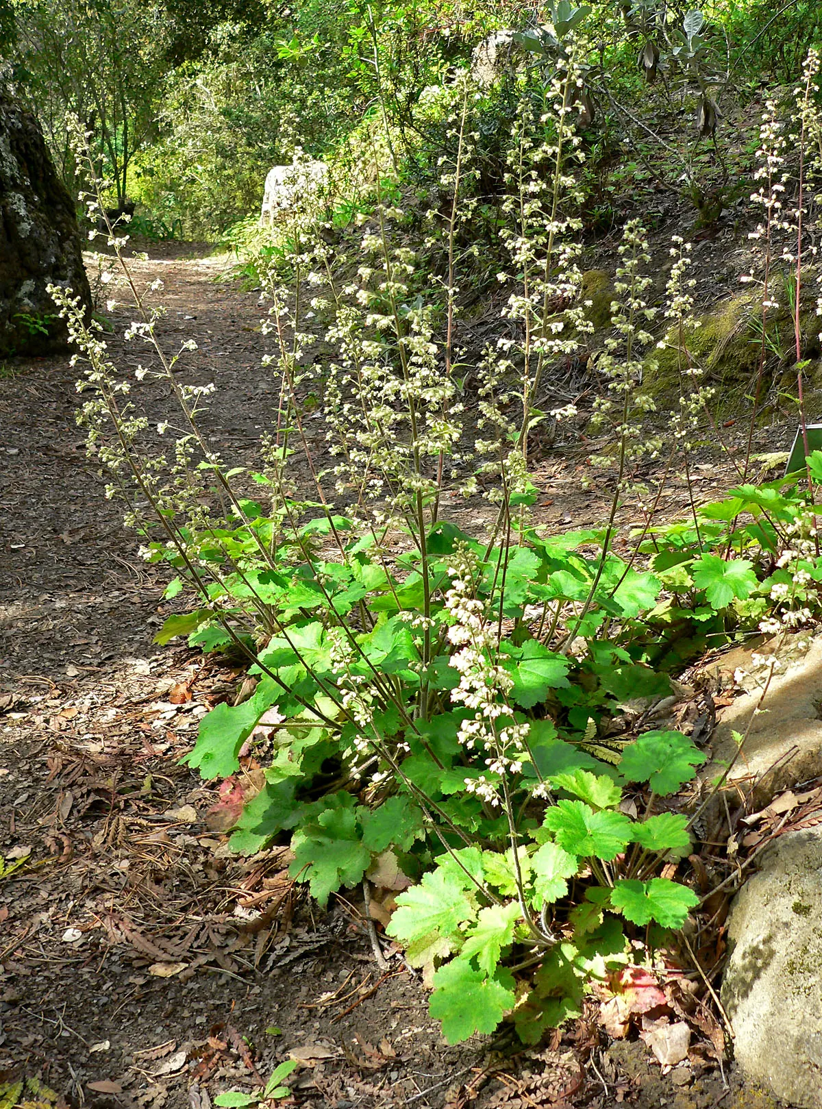 Island Alum Root (Heuchera Maxima) — appearing in late winter to spring