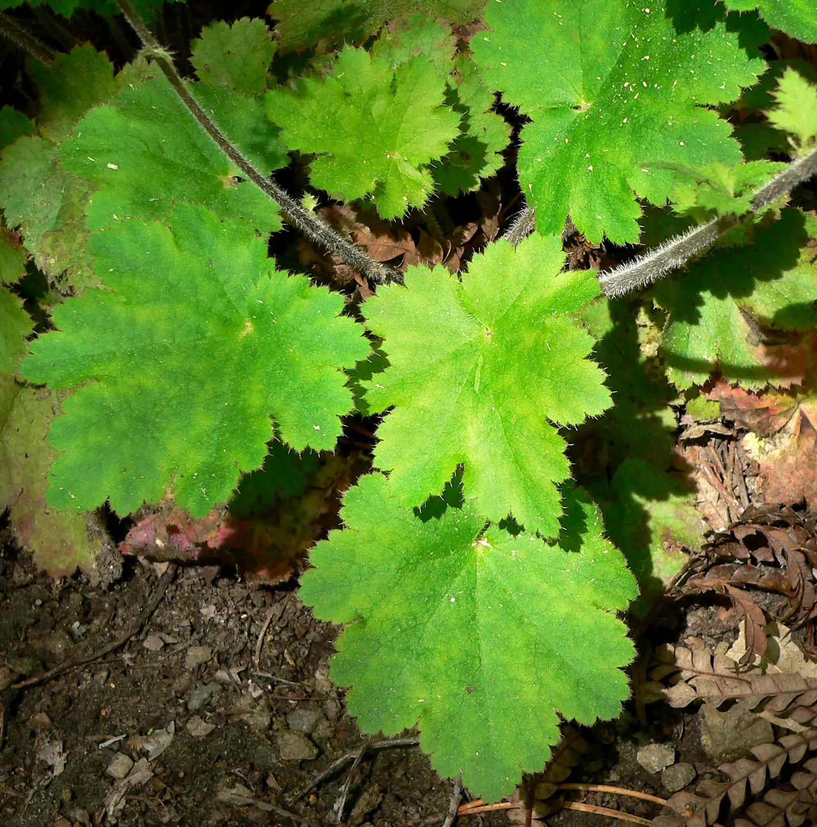 Island Alum Root (Heuchera Maxima) — known for its impressive foliage and delicate flowering stalks