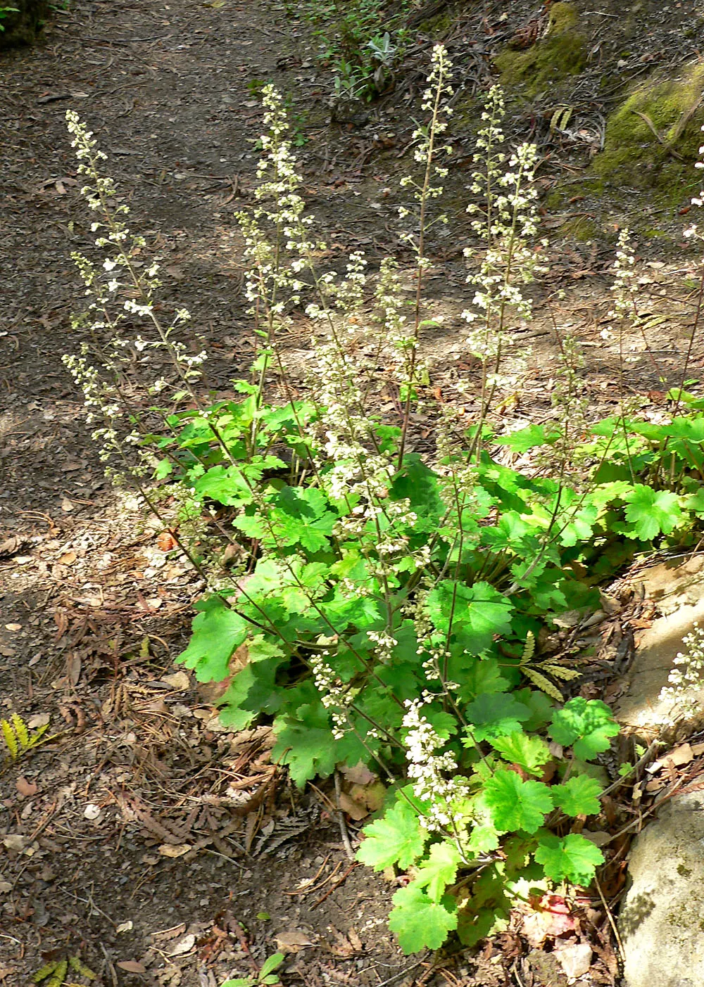 Island Alum Root (Heuchera Maxima) — The Island Alum Root, Heuchera maxima, thrives in USDA zones 8-10