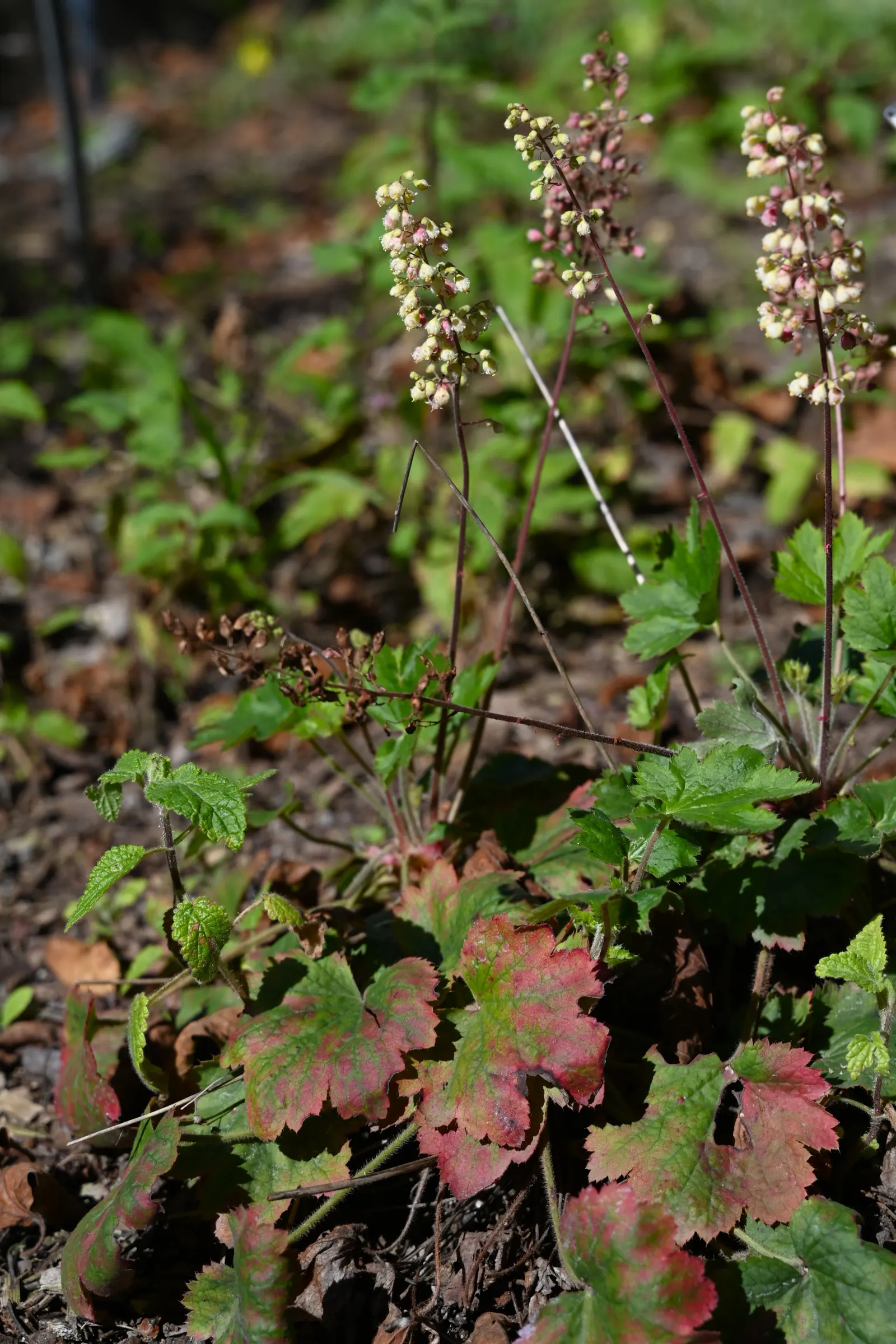 Island Alum Root (Heuchera Maxima) — The cream-colored blossoms