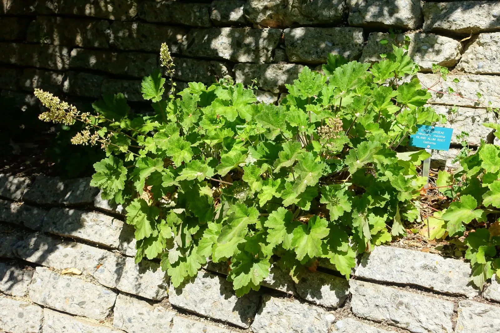 Island Alum Root (Heuchera Maxima) — textured backdrop for other plants in your garden design.<br><br>In late spring to early summer
