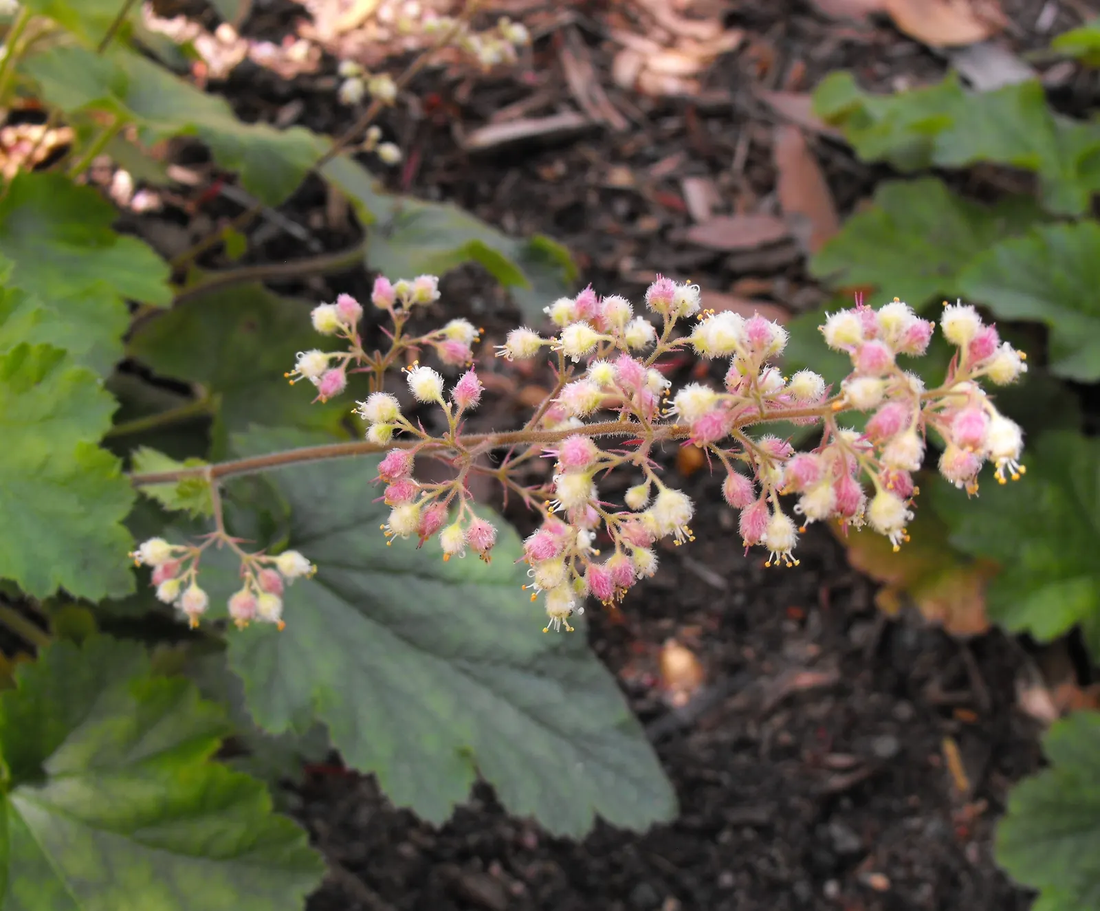 Island Alum Root (Heuchera Maxima) — A semi-evergreen perennial, it boasts broad, scalloped leaves and tall, airy flower spikes