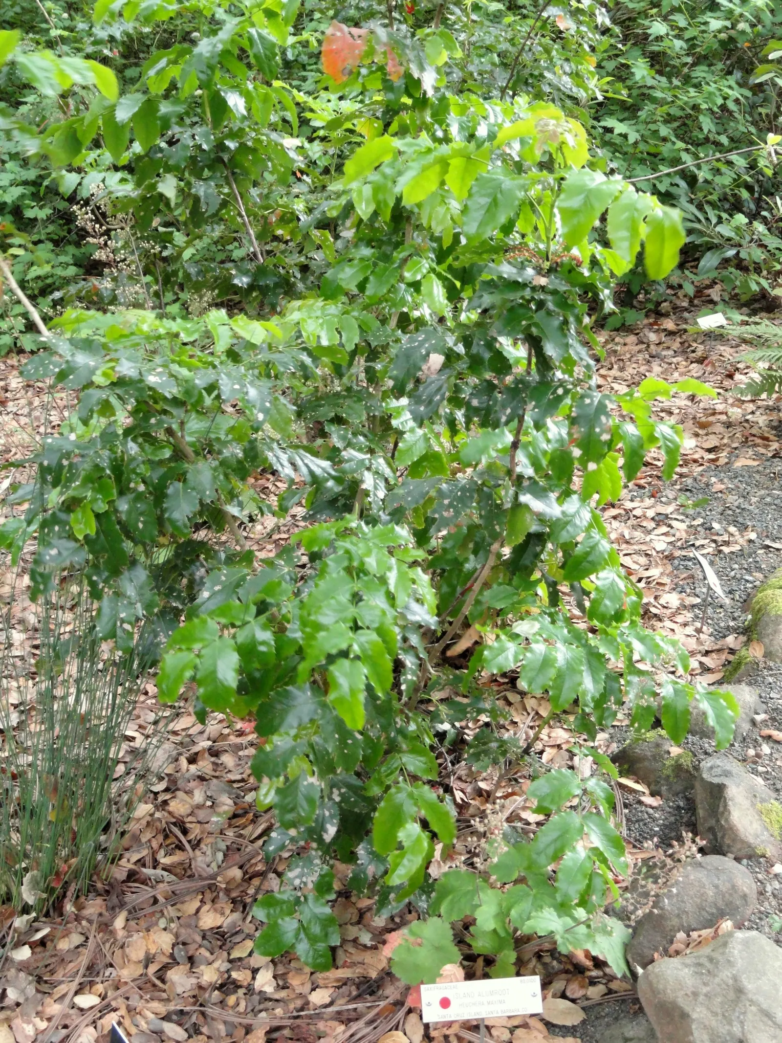 Island Alum Root (Heuchera Maxima) — With a modest spread of up to 2 feet and height of around 3 feet