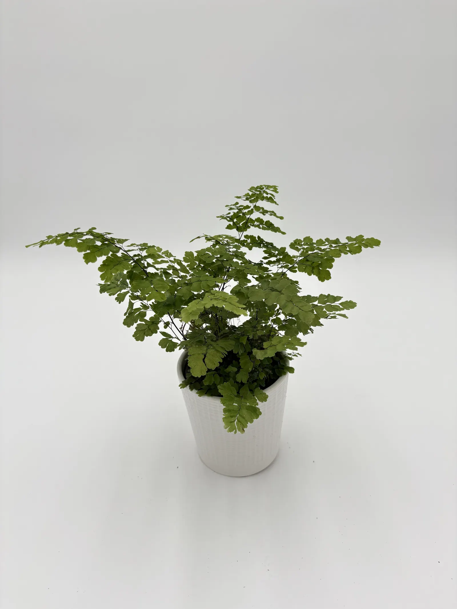 Fritz Luthi Maidenhair fern (Adiantum x) — Proven Winners - Living Lace® Fritz Luthi - Maidenhair fern - Adiantum x plant details