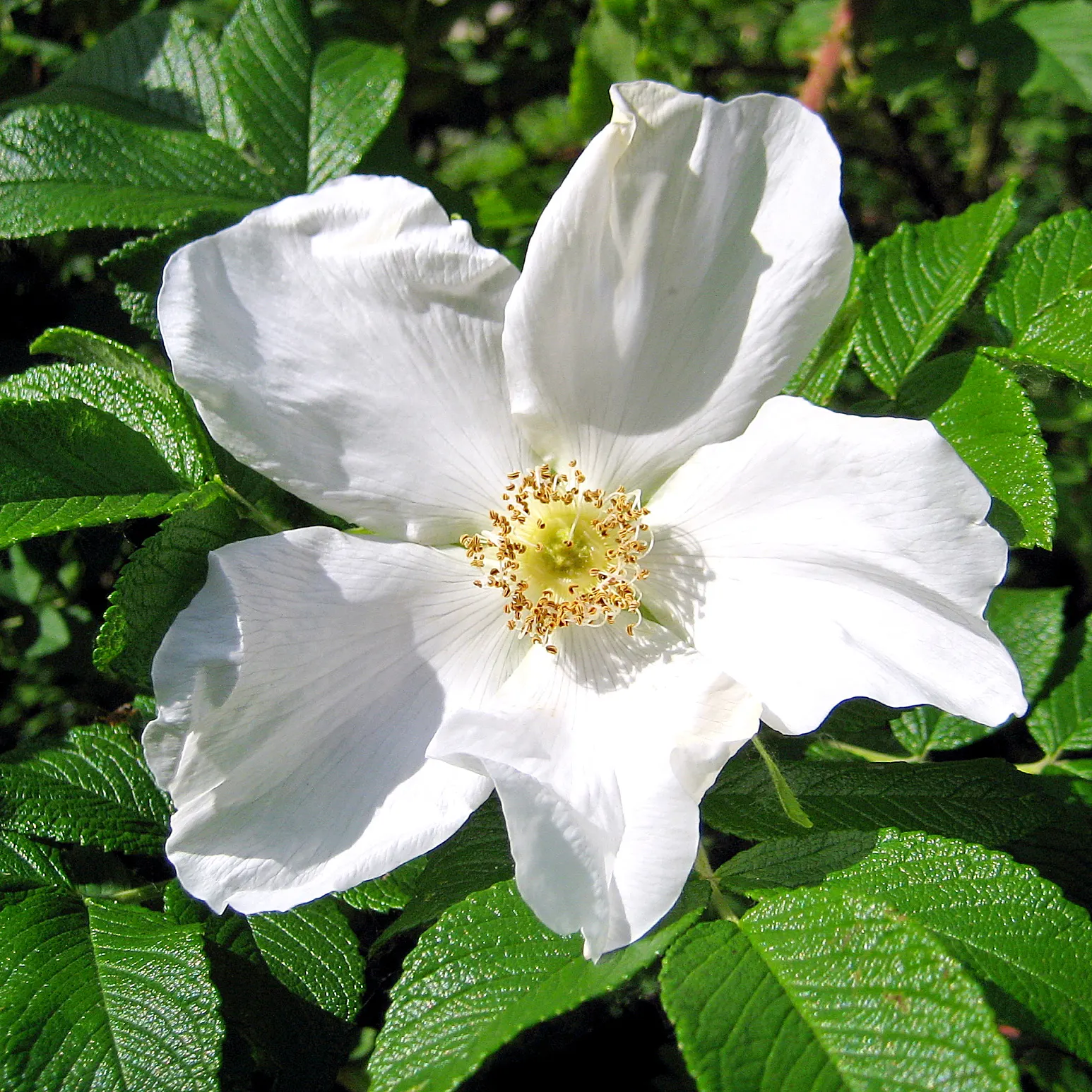 White Rugosa Rose (Rosa Rugosa 'Alba') — white flowers in the garden; rich green foliage.<br><br>Rosa rugosa 'Alba' thrives in USDA Hardiness Zones 3 through 9
