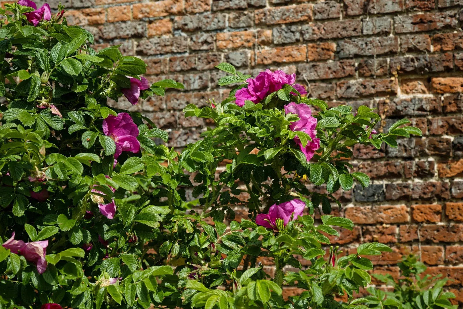 White Rugosa Rose (Rosa Rugosa 'Alba') — it is notably drought-tolerant and salt-resistant