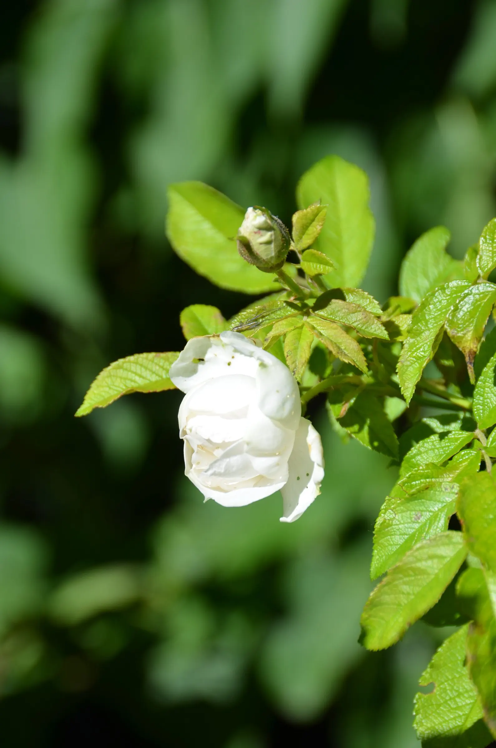 White Rugosa Rose (Rosa Rugosa 'Alba') — Its recurrent blooming from late spring to early fall provides enduring charm