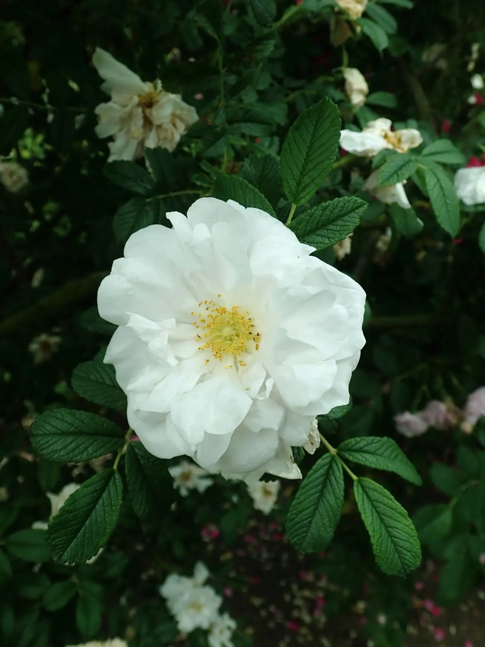 White Rugosa Rose (Rosa Rugosa 'Alba') — demonstrating impressive cold hardiness