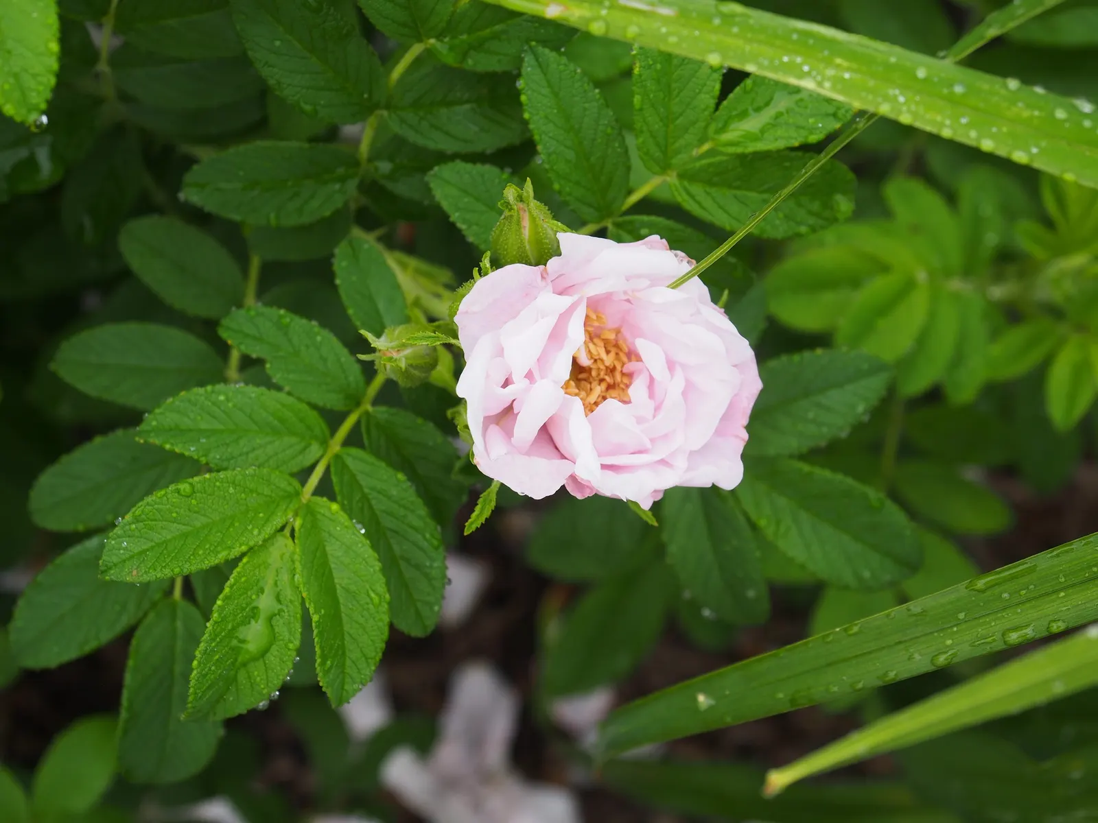 White Rugosa Rose (Rosa Rugosa 'Alba') — dark green foliage and develops attractive