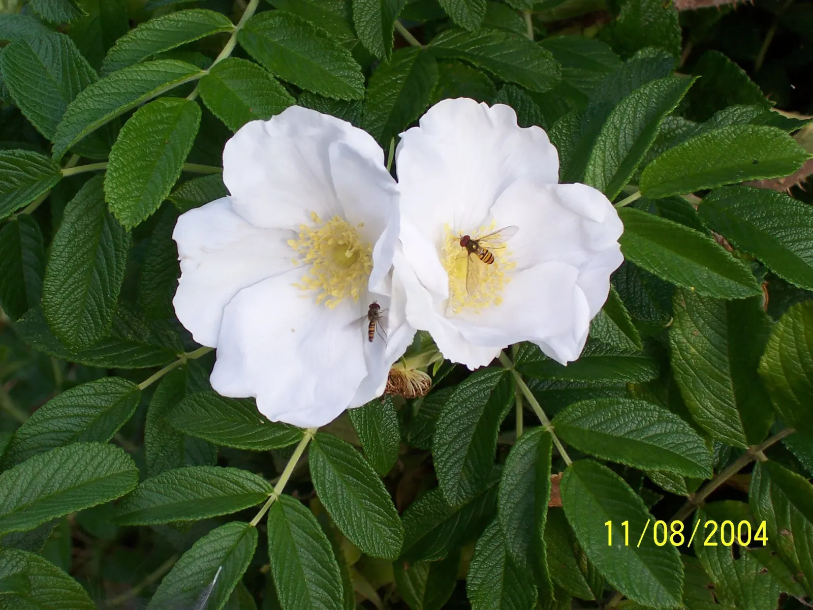 White Rugosa Rose (Rosa Rugosa 'Alba') — dark green foliage and develops attractive; shrub / vine with white blooms, image 71