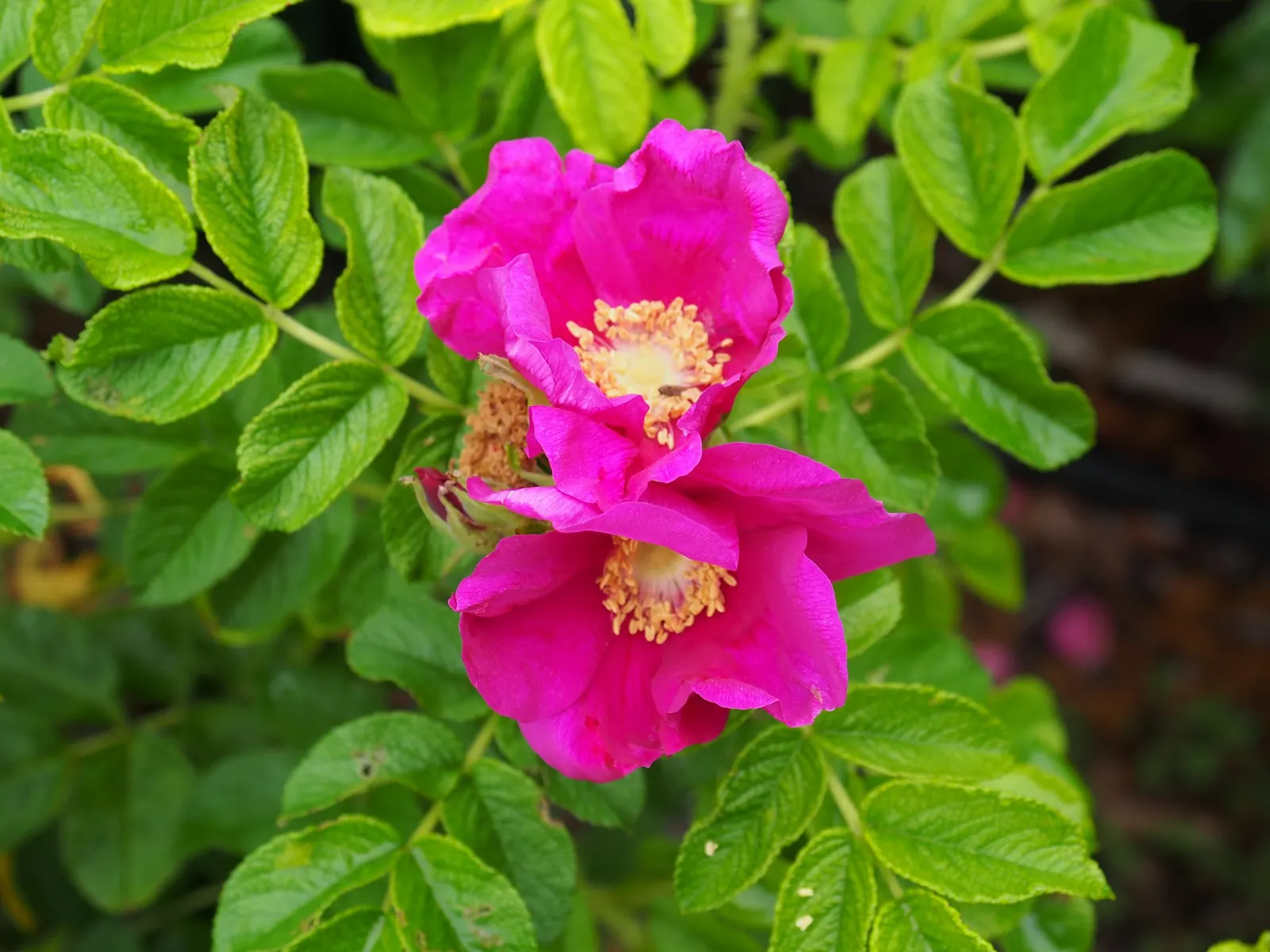 White Rugosa Rose (Rosa Rugosa 'Alba') — Sturdy and disease-resistant