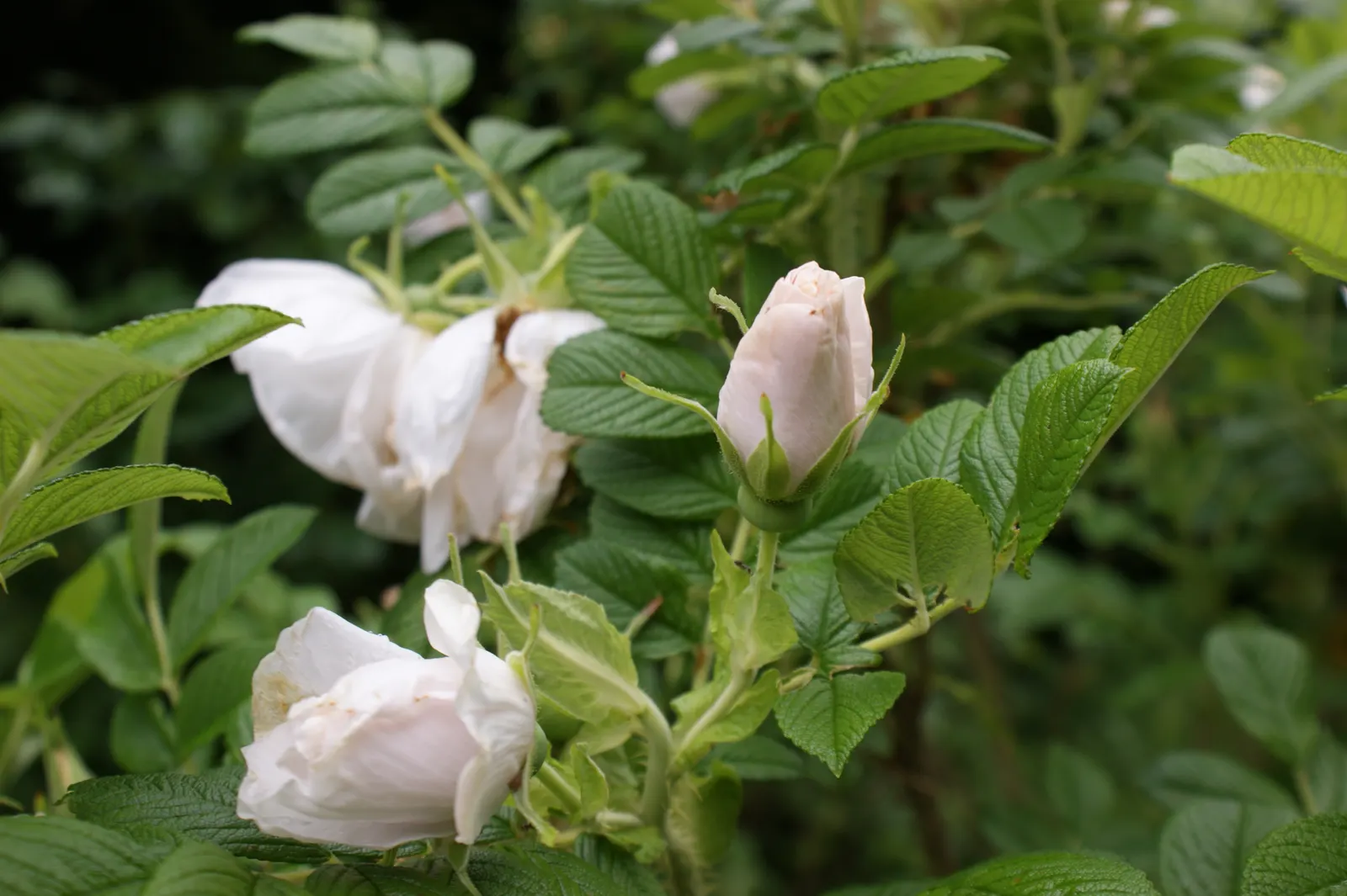 White Rugosa Rose (Rosa Rugosa 'Alba') — this rose boasts textured; its recurrent blooming from late spring to early fall provides enduring charm