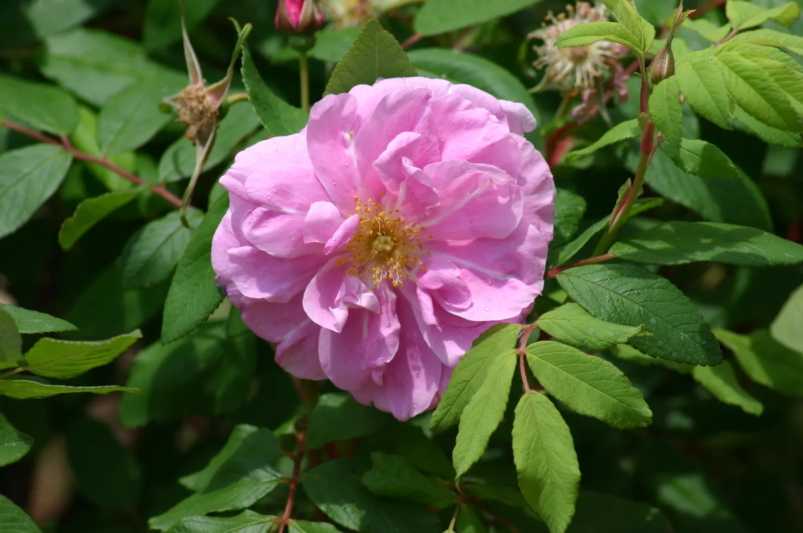 White Rugosa Rose (Rosa Rugosa 'Alba') — this rose boasts textured; its recurrent blooming from late spring to early fall provides enduring charm, image 70