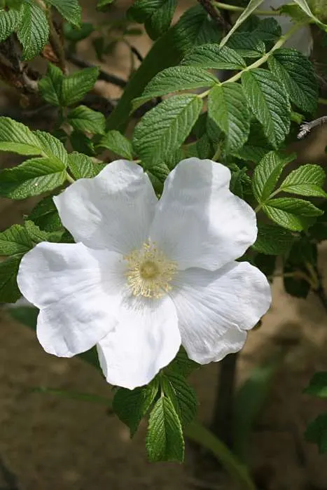 White Rugosa Rose (Rosa Rugosa 'Alba') — making it a versatile choice for year-round interest; it produces its best performance in well-drained loamy soils