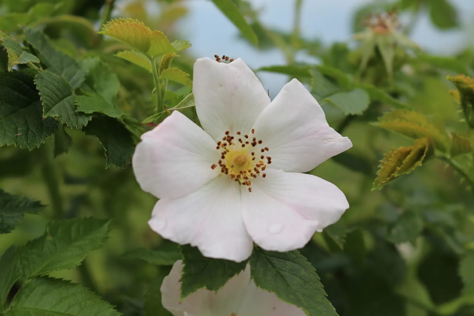 White Rugosa Rose (Rosa Rugosa 'Alba') — large red hips in the fall