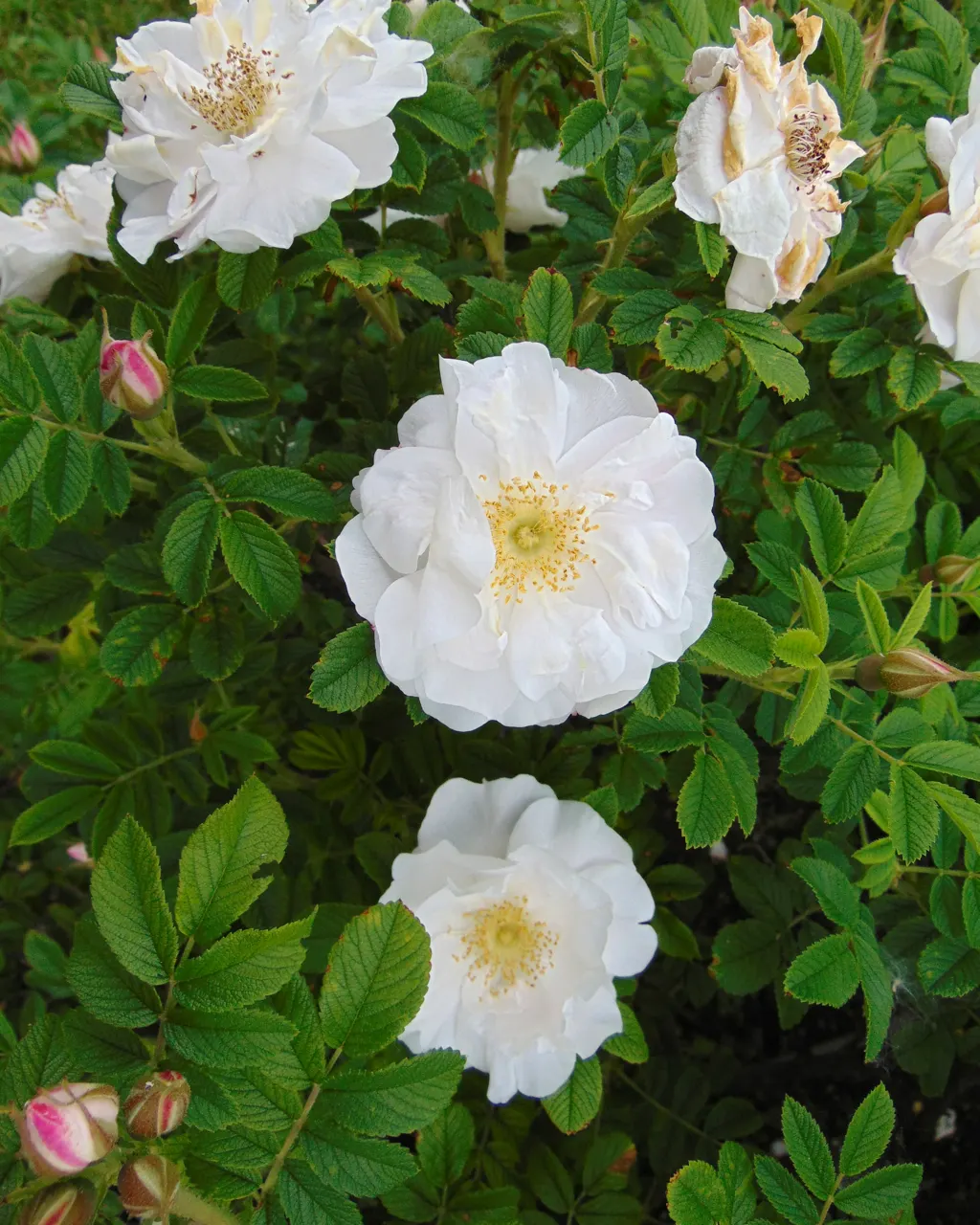 White Rugosa Rose (Rosa Rugosa 'Alba') — typically measuring 3 to 4 inches in diameter