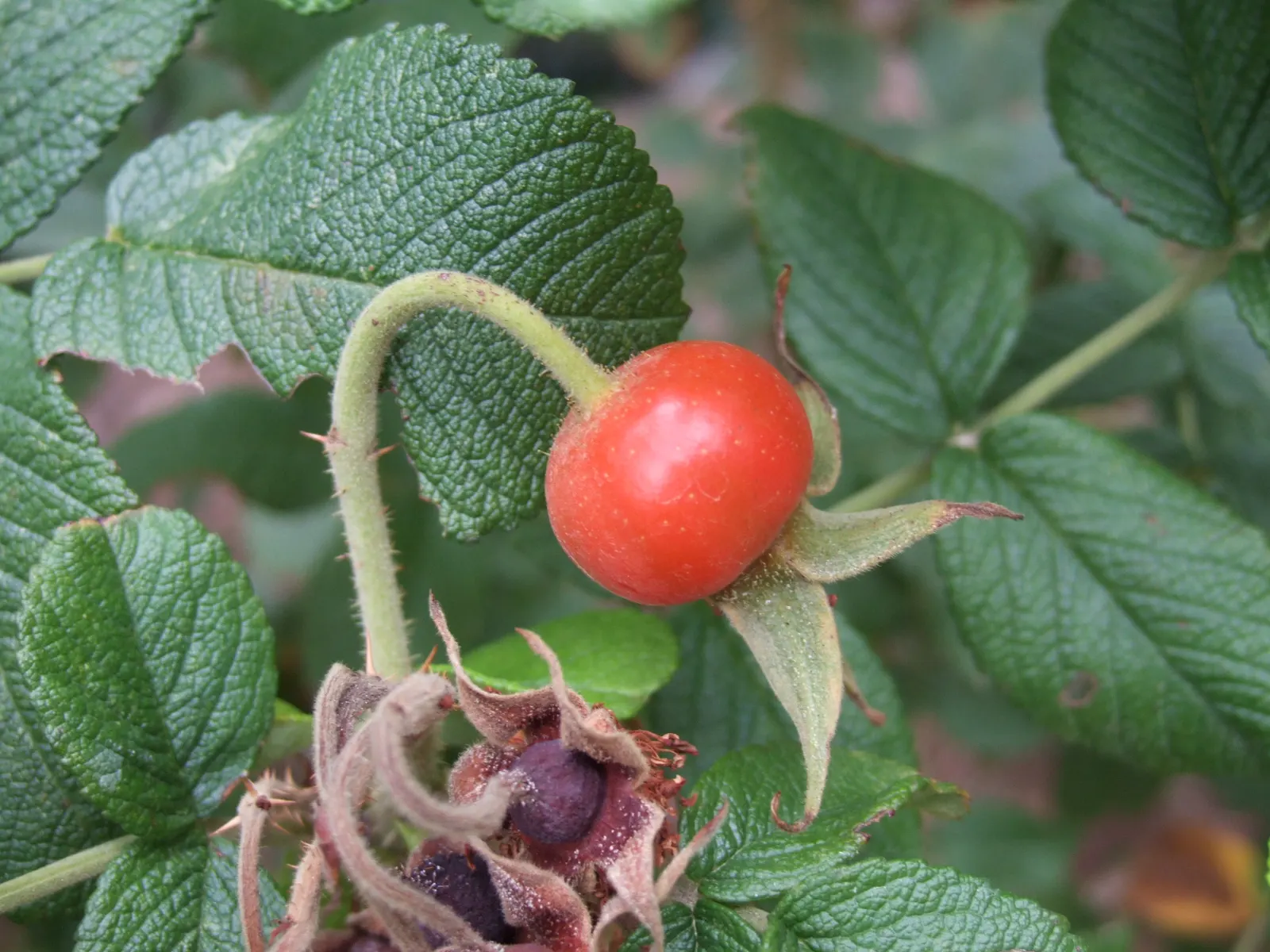 White Rugosa Rose (Rosa Rugosa 'Alba') — which contrast beautifully against the shrub's dense; sturdy and disease-resistant