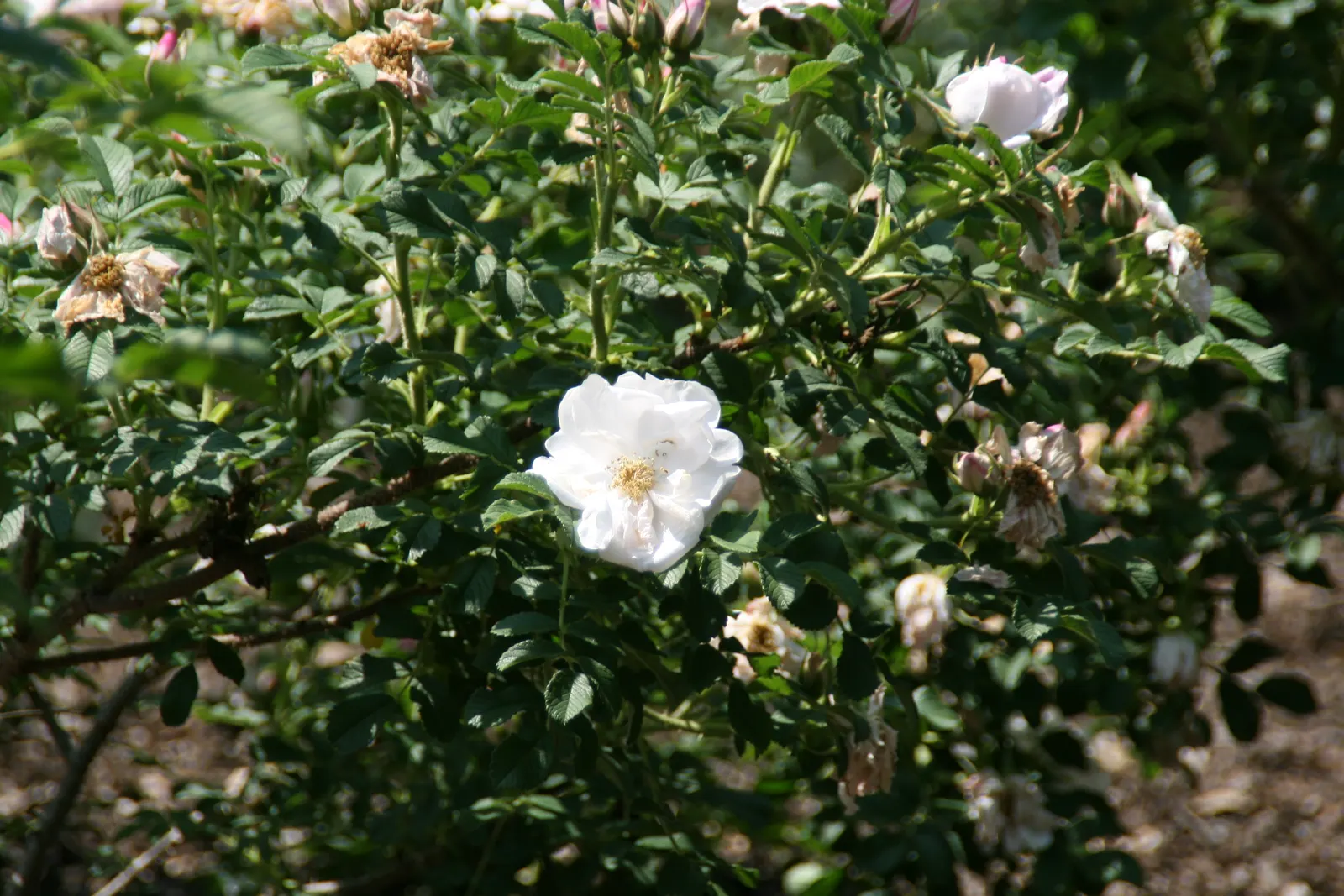 White Rugosa Rose (Rosa Rugosa 'Alba') — which contrast beautifully against the shrub's dense